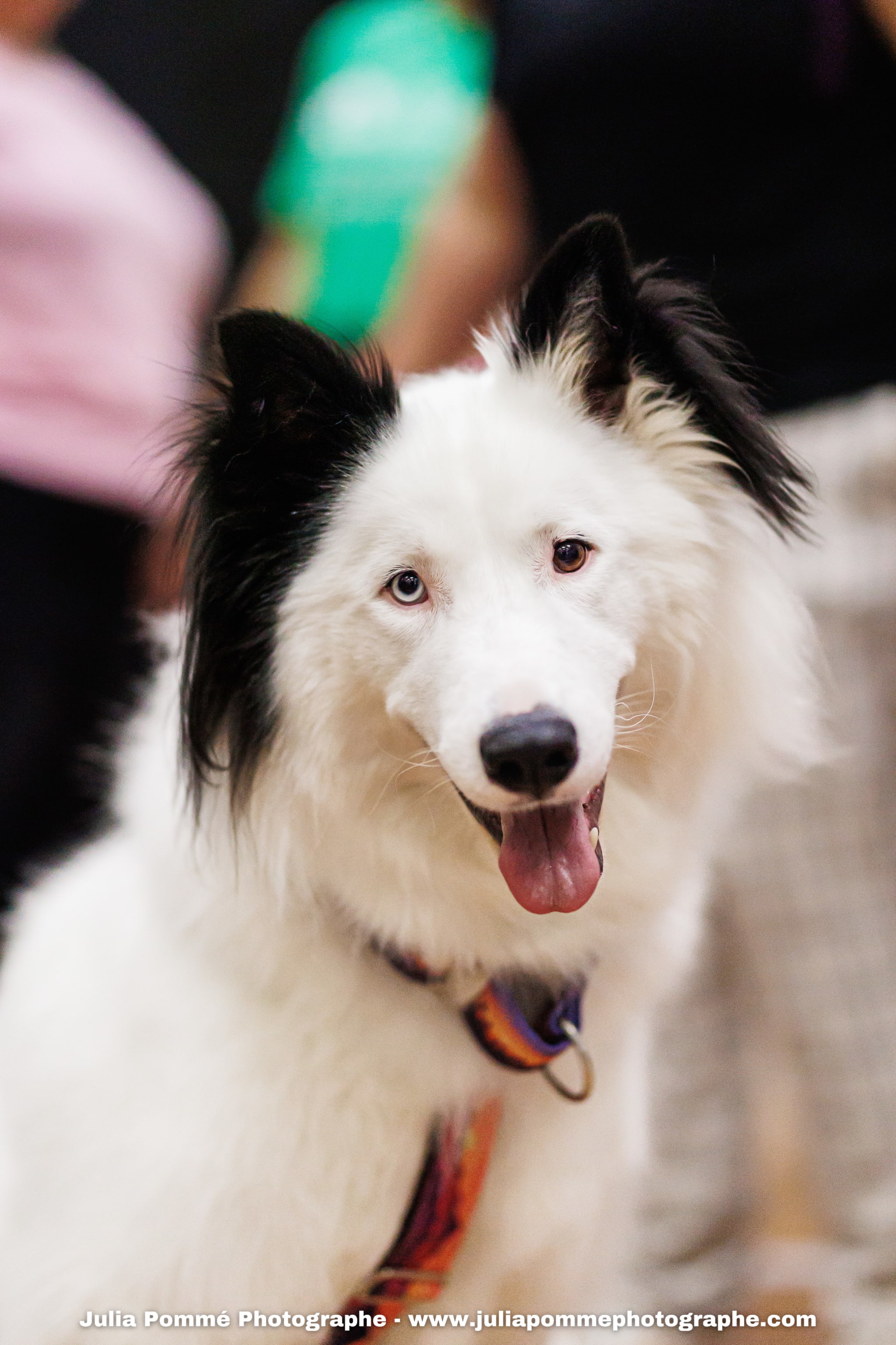 Photo du salon 2025 par Julia Pommé Photographe.