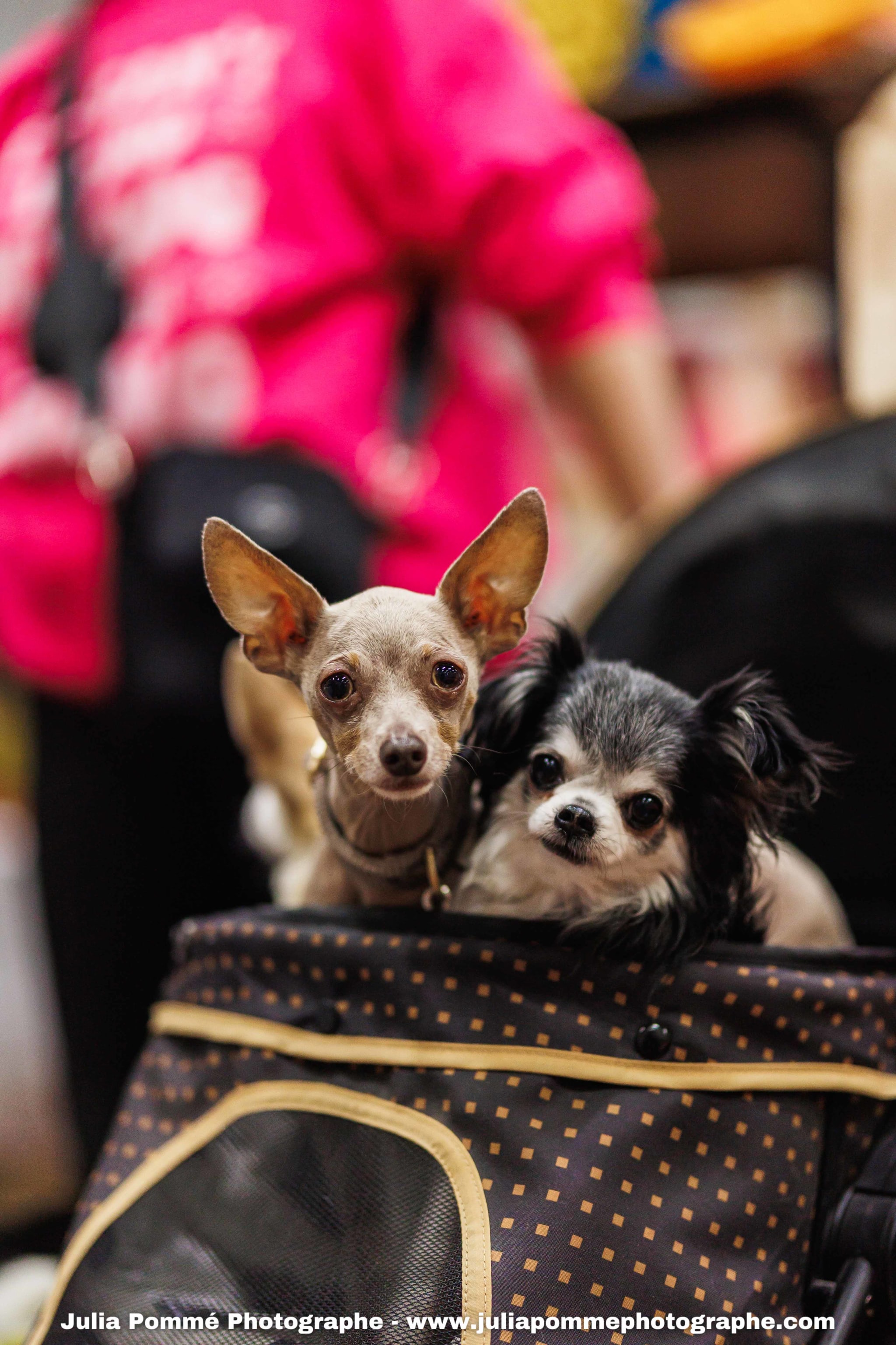 Photo du salon 2025 par Julia Pommé Photographe.