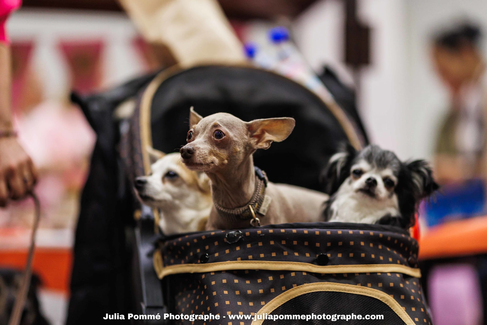 Photo du salon 2025 par Julia Pommé Photographe.