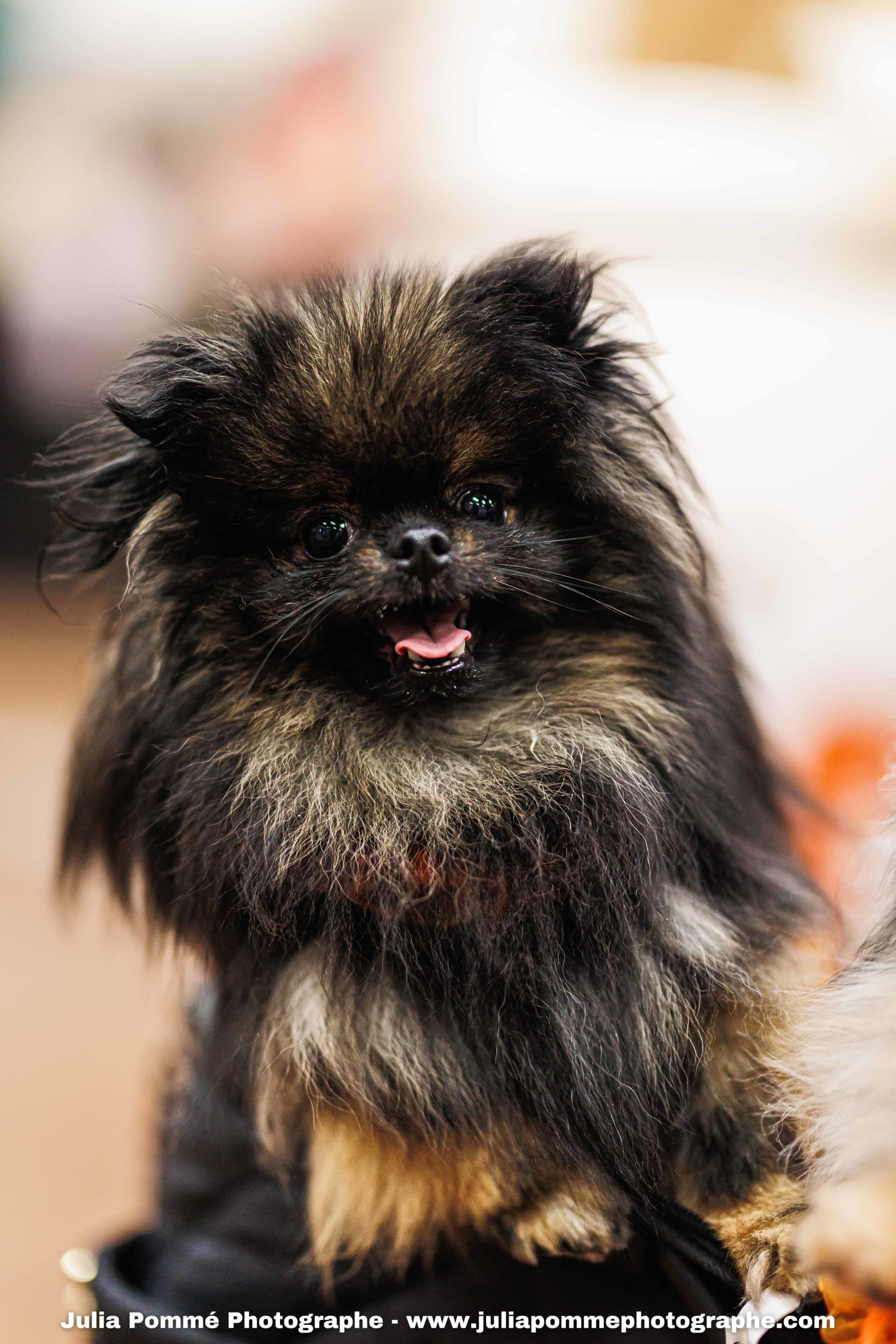 Photo du salon 2025 par Julia Pommé Photographe.