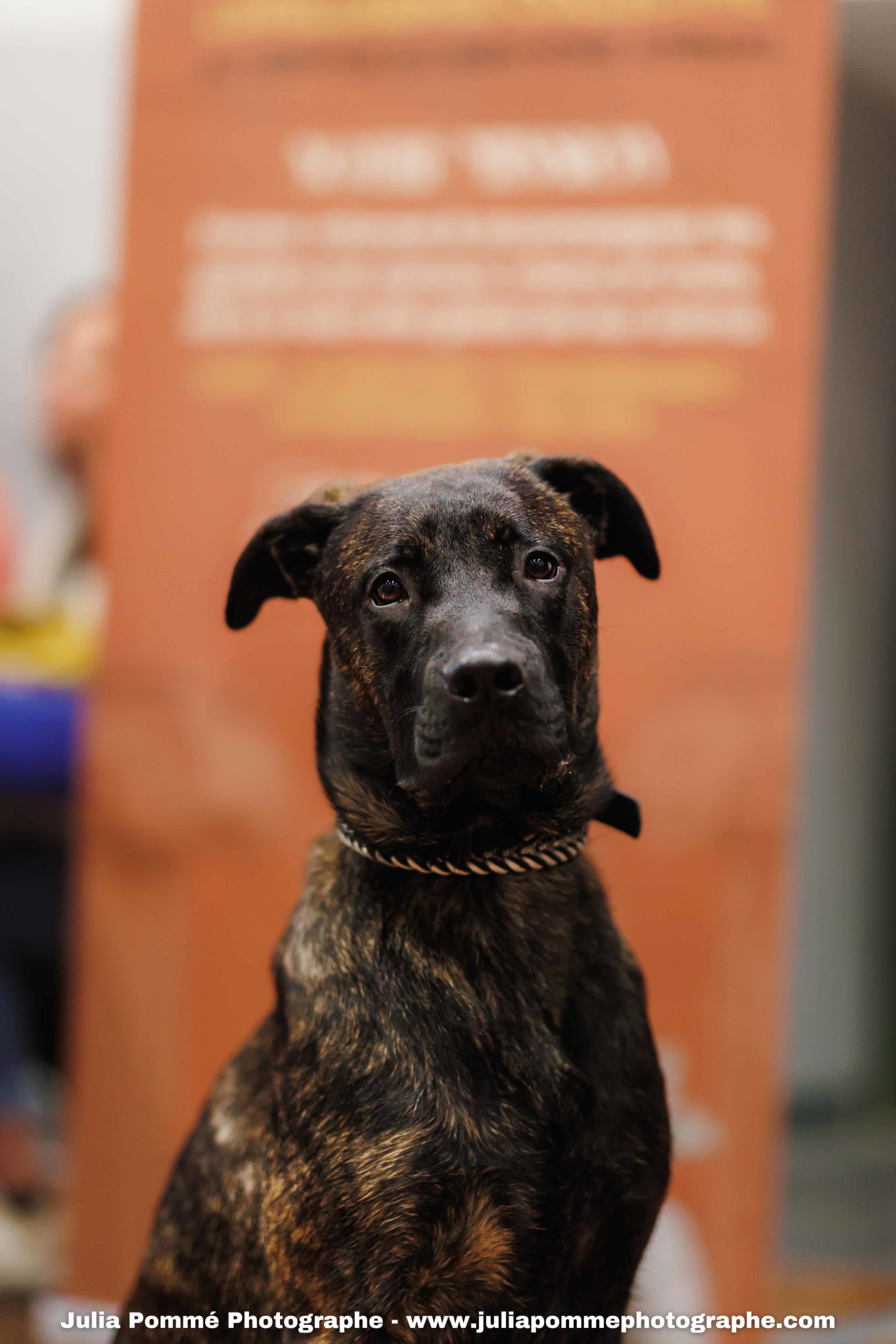 Photo du salon 2025 par Julia Pommé Photographe.