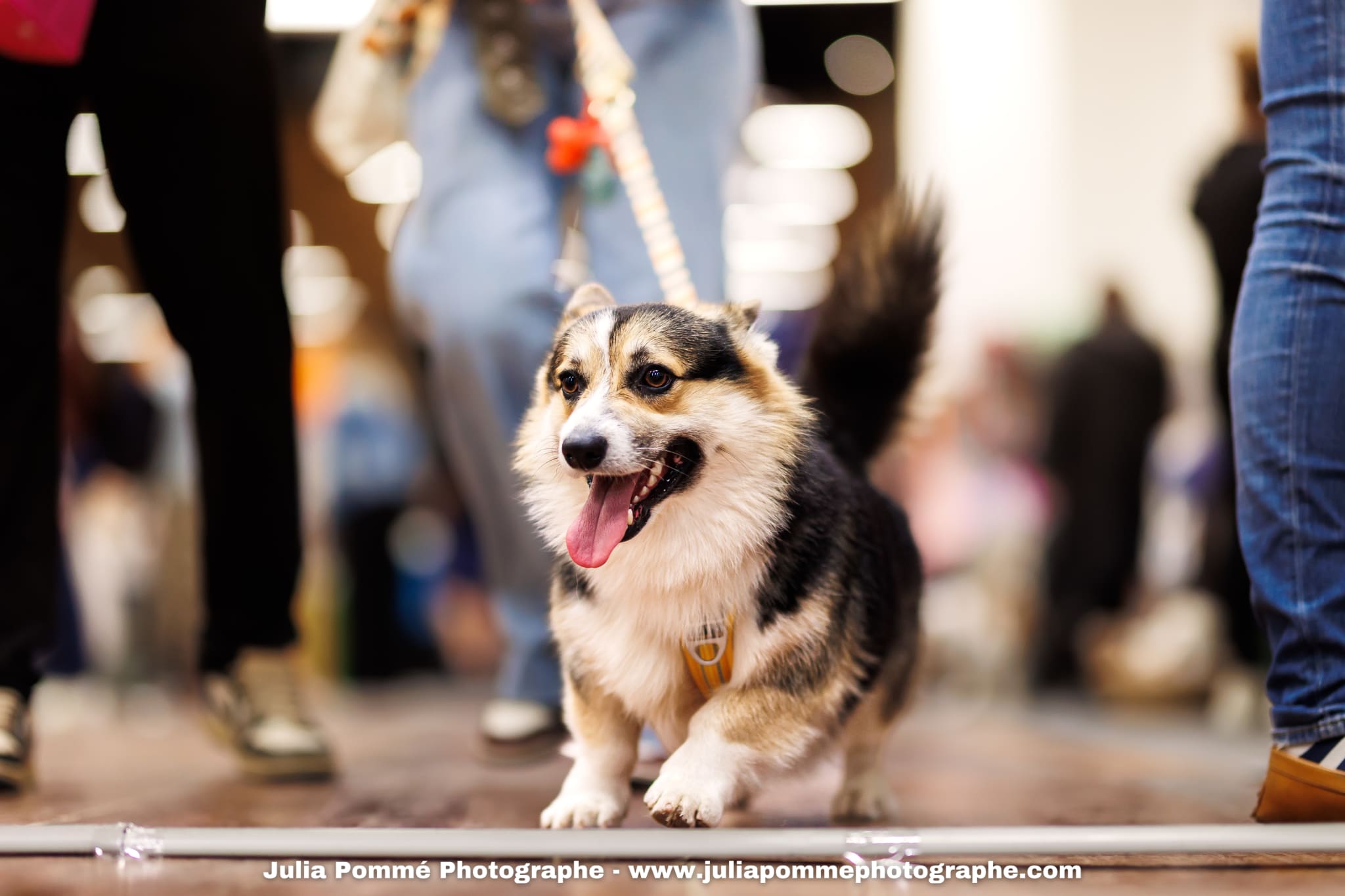 Photo du salon 2025 par Julia Pommé Photographe.