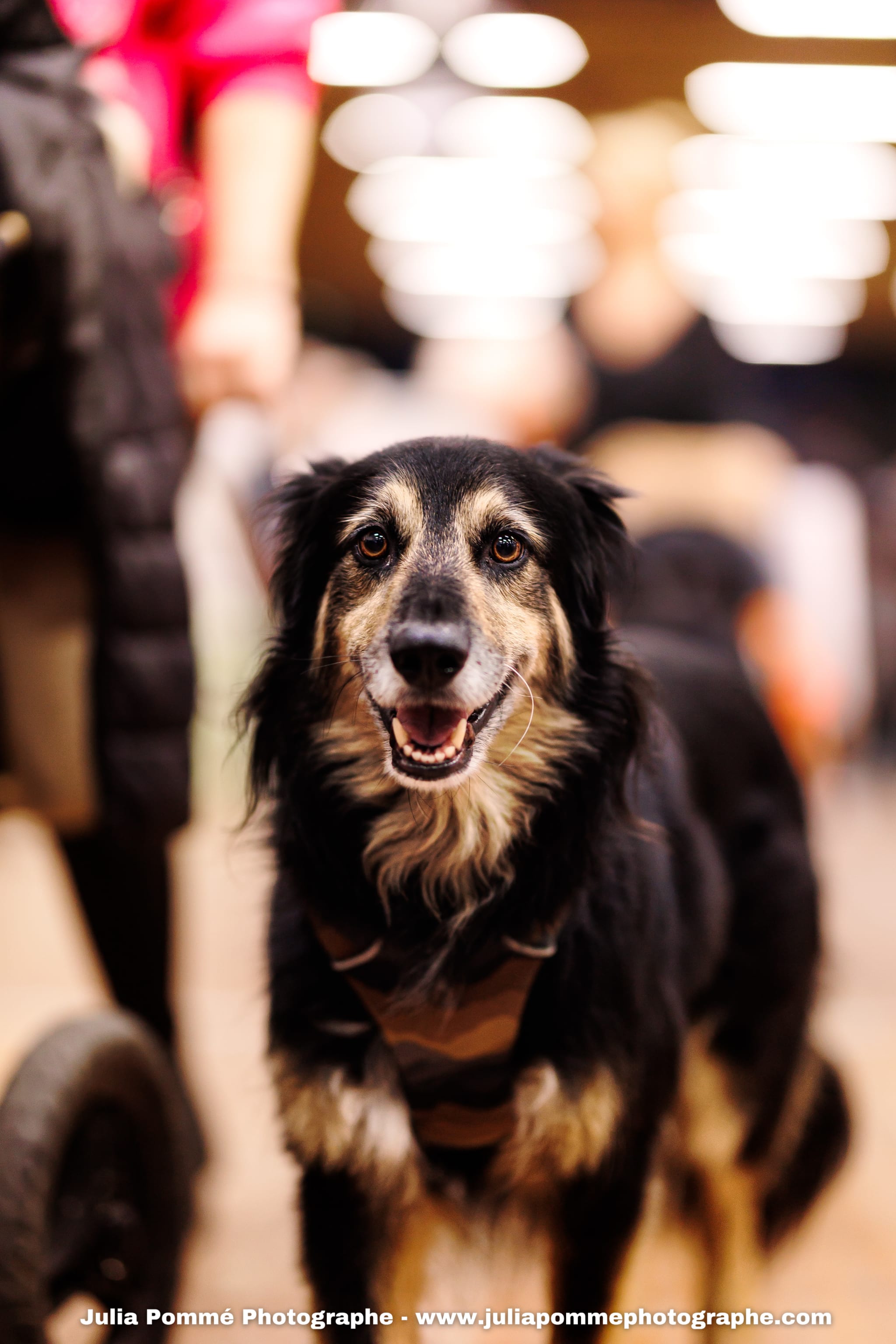 Photo du salon 2025 par Julia Pommé Photographe.