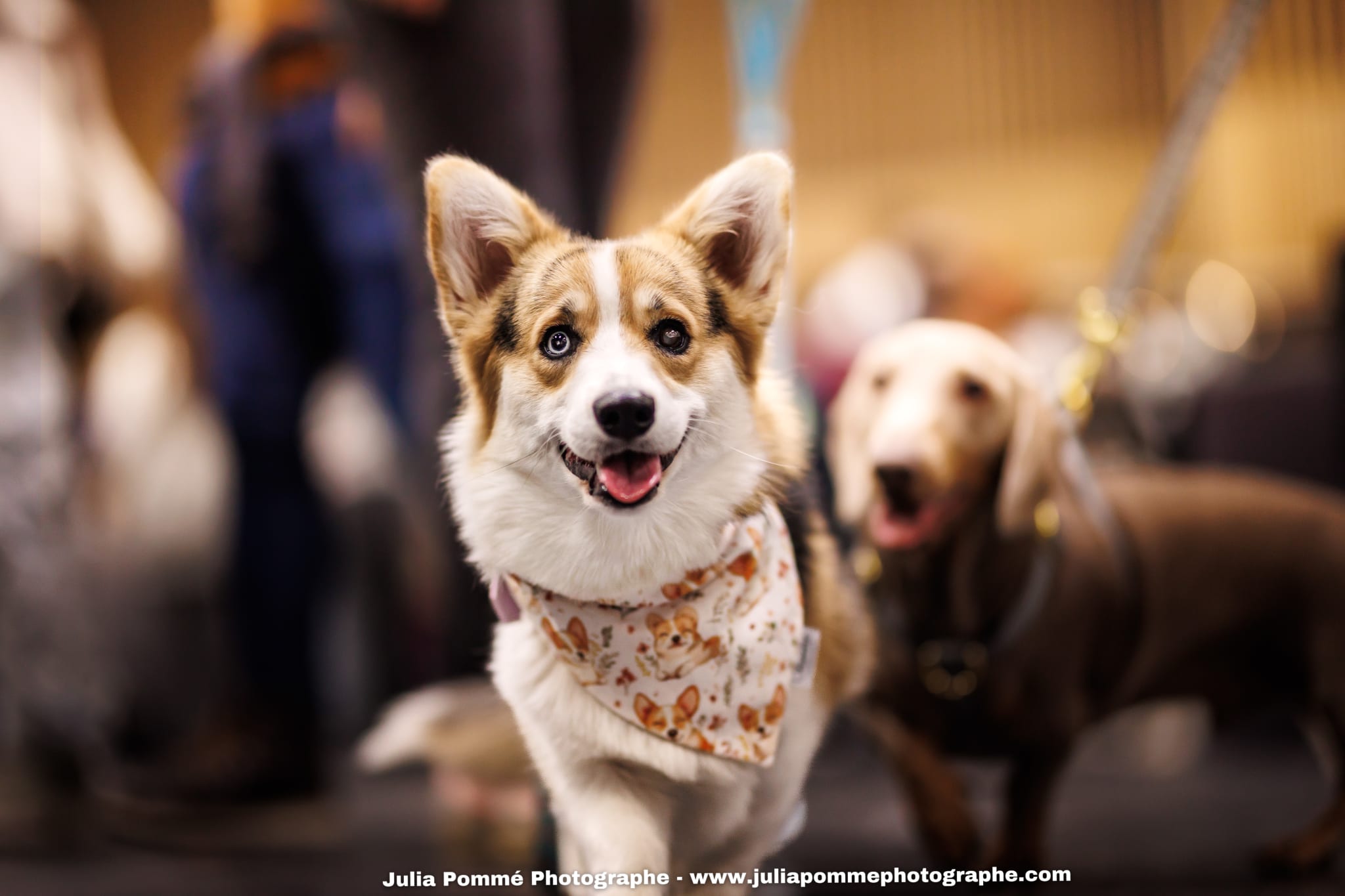 Photo du salon 2025 par Julia Pommé Photographe.