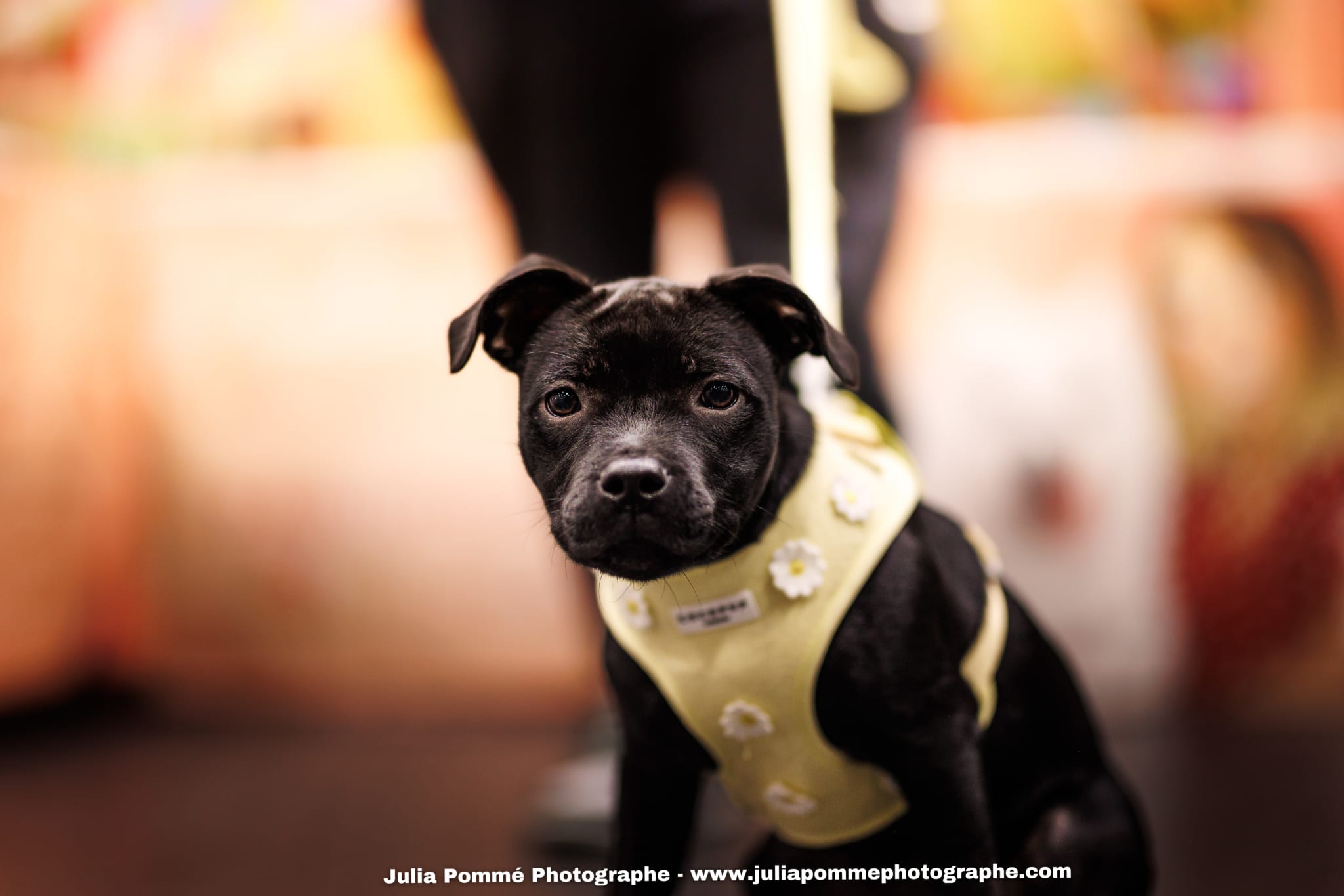Photo du salon 2025 par Julia Pommé Photographe.