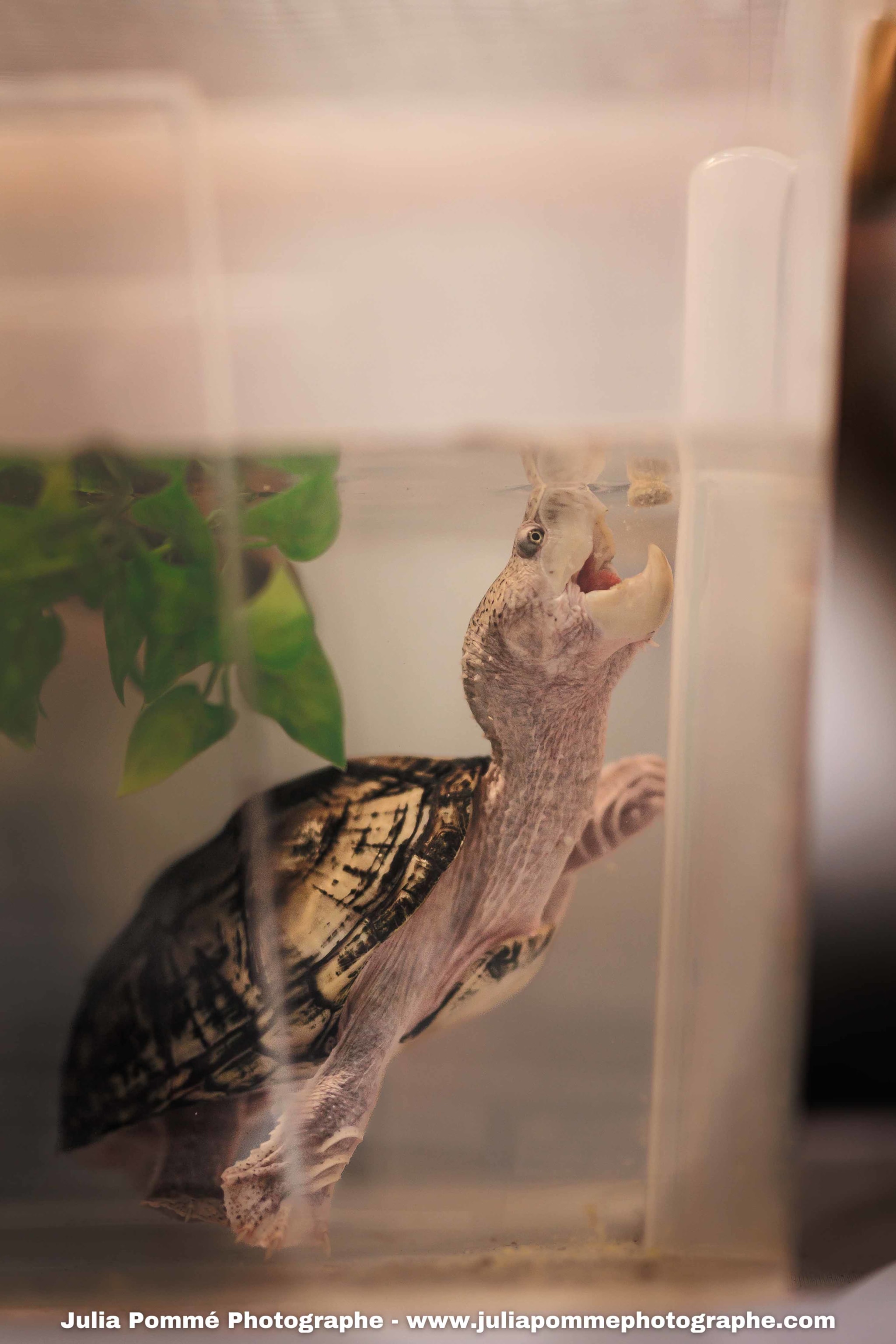 Photo du salon 2025 par Julia Pommé Photographe.