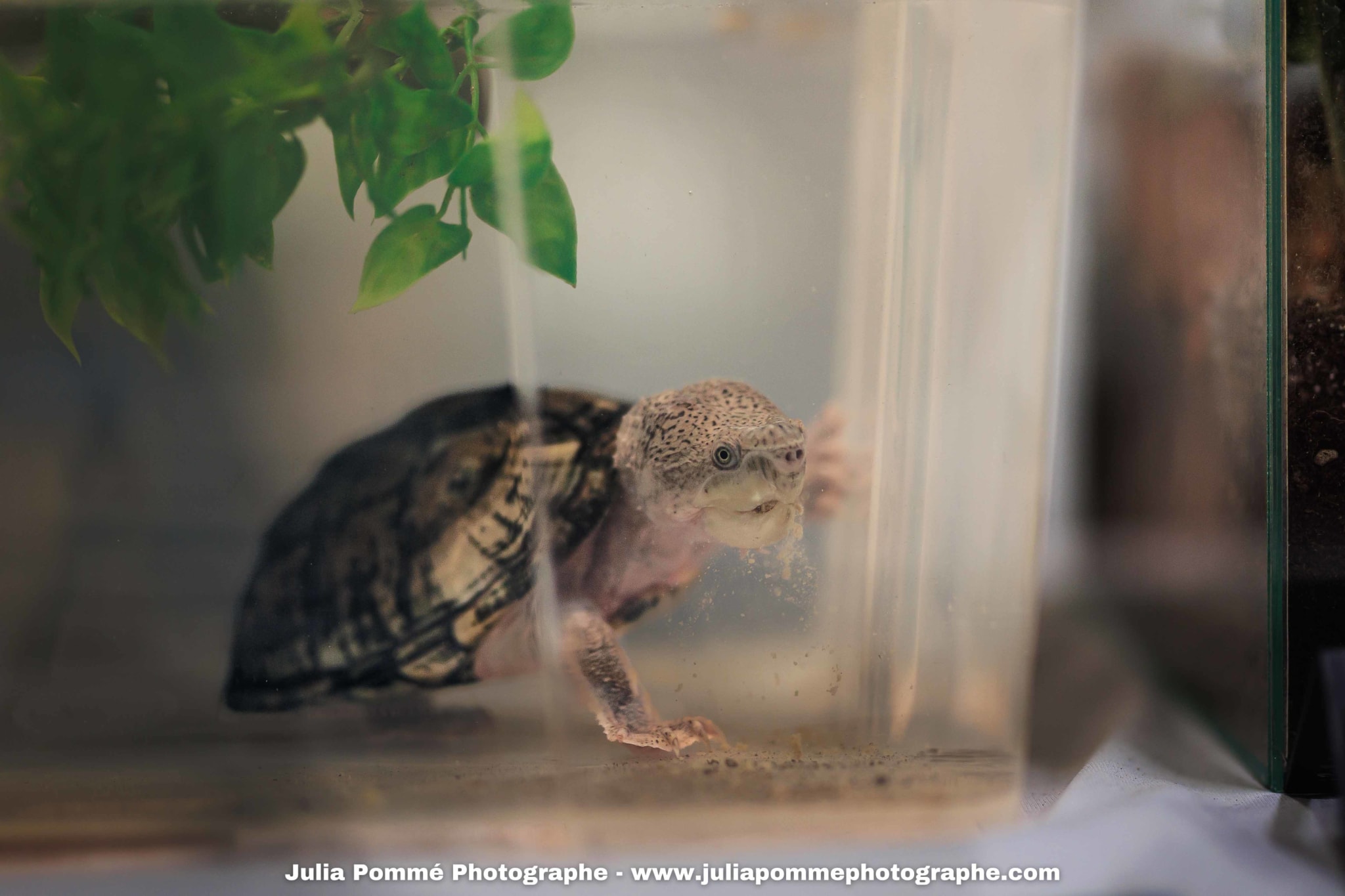 Photo du salon 2025 par Julia Pommé Photographe.