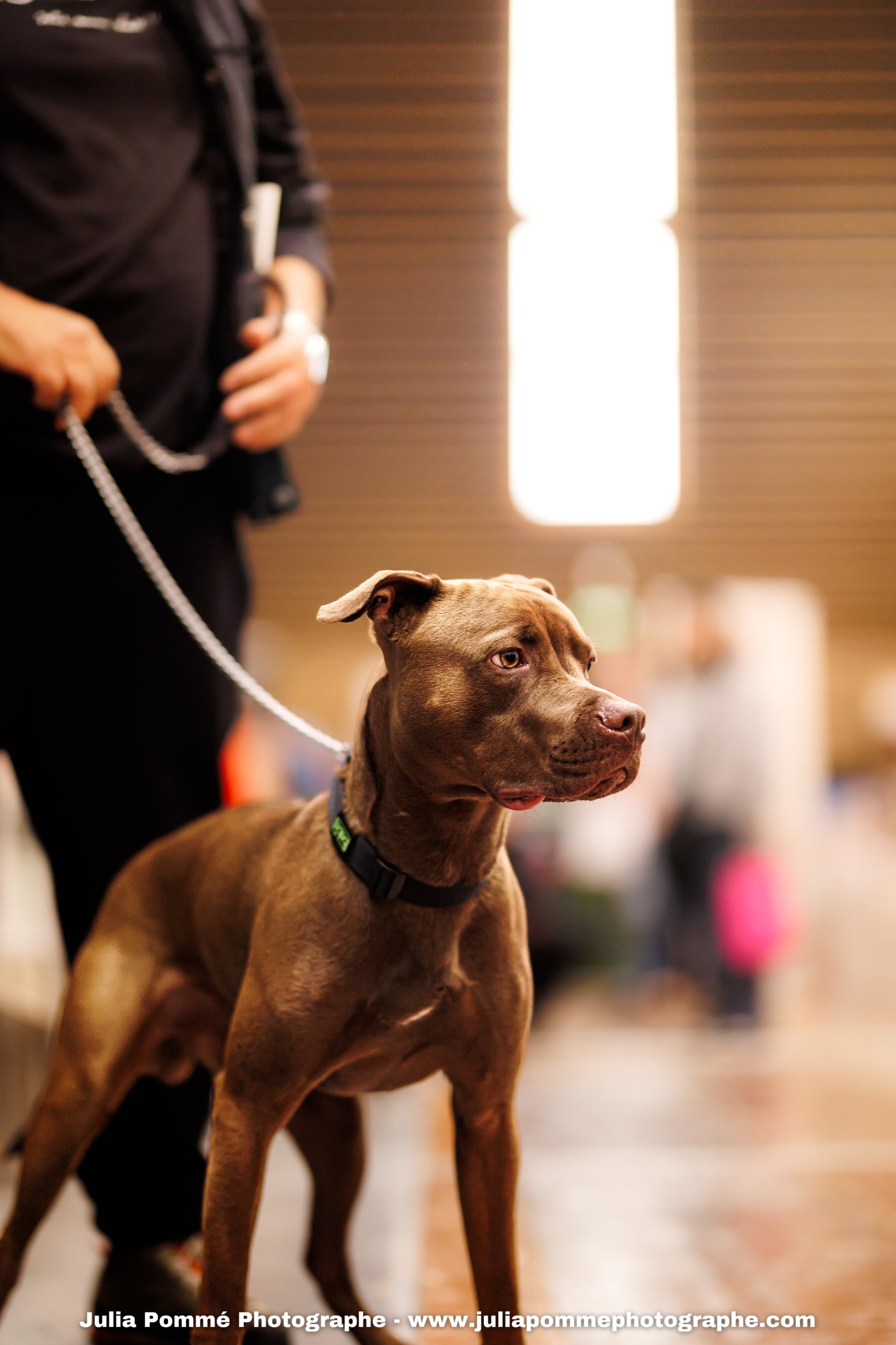 Photo du salon 2025 par Julia Pommé Photographe.