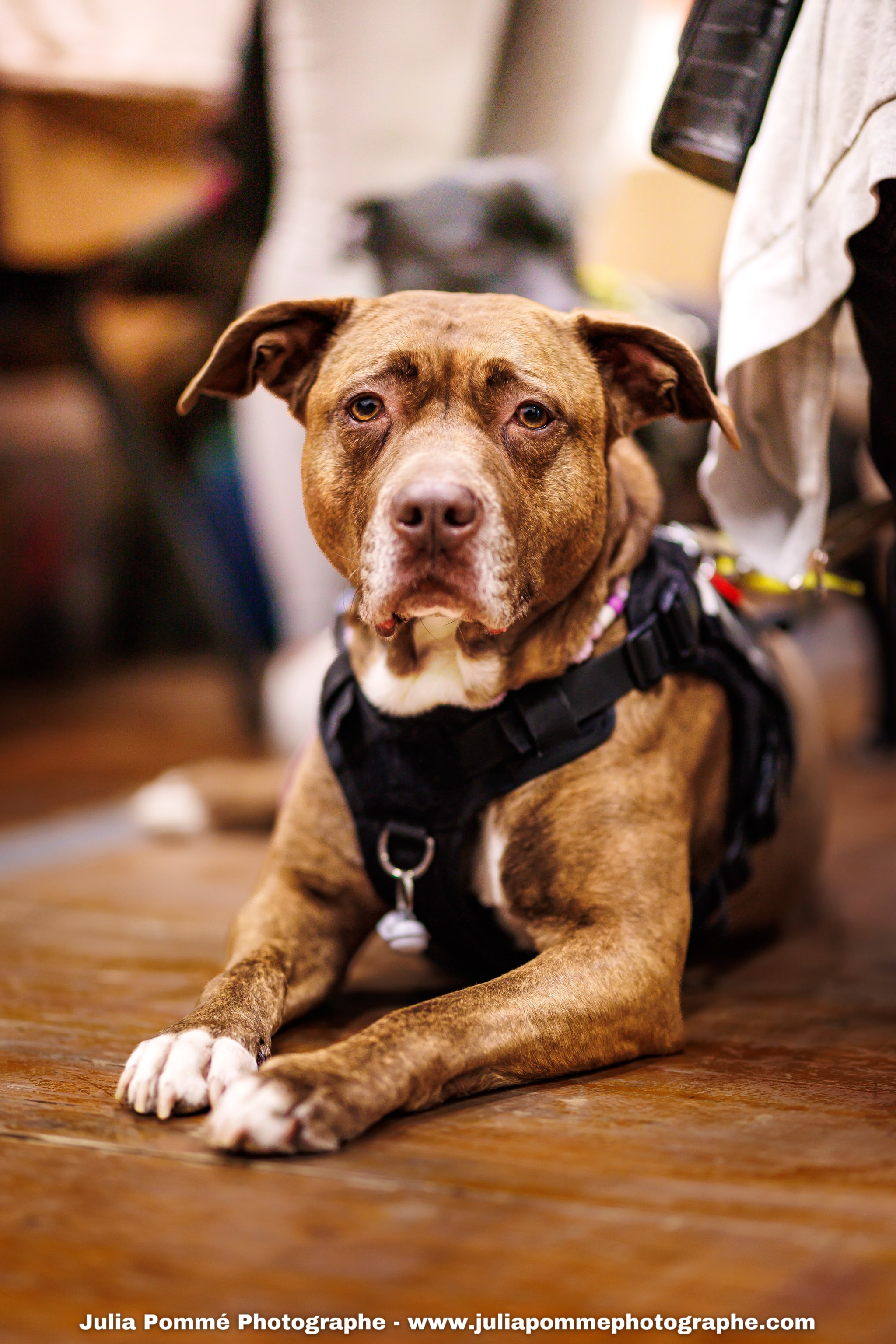 Photo du salon 2025 par Julia Pommé Photographe.