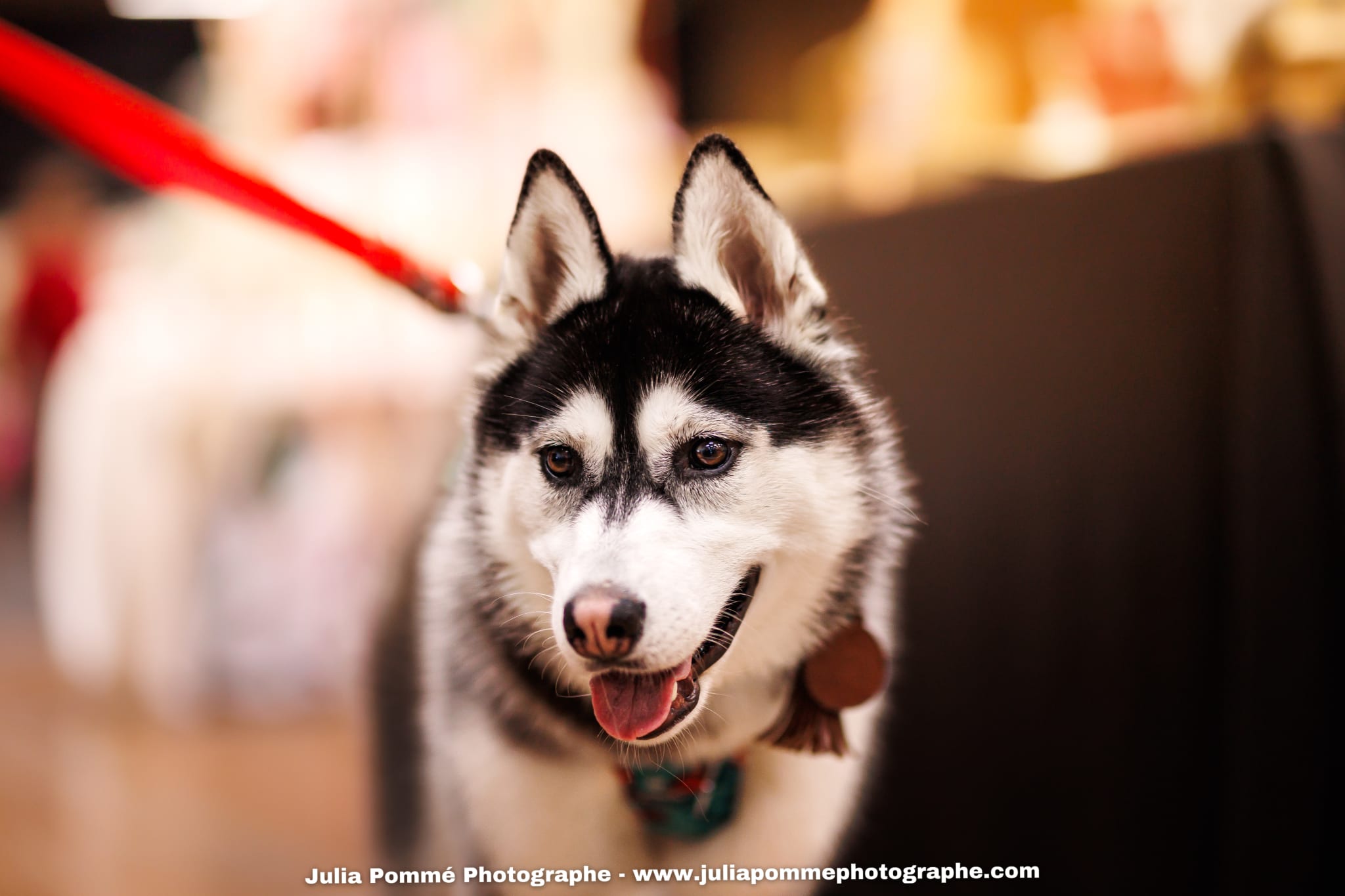 Photo du salon 2025 par Julia Pommé Photographe.