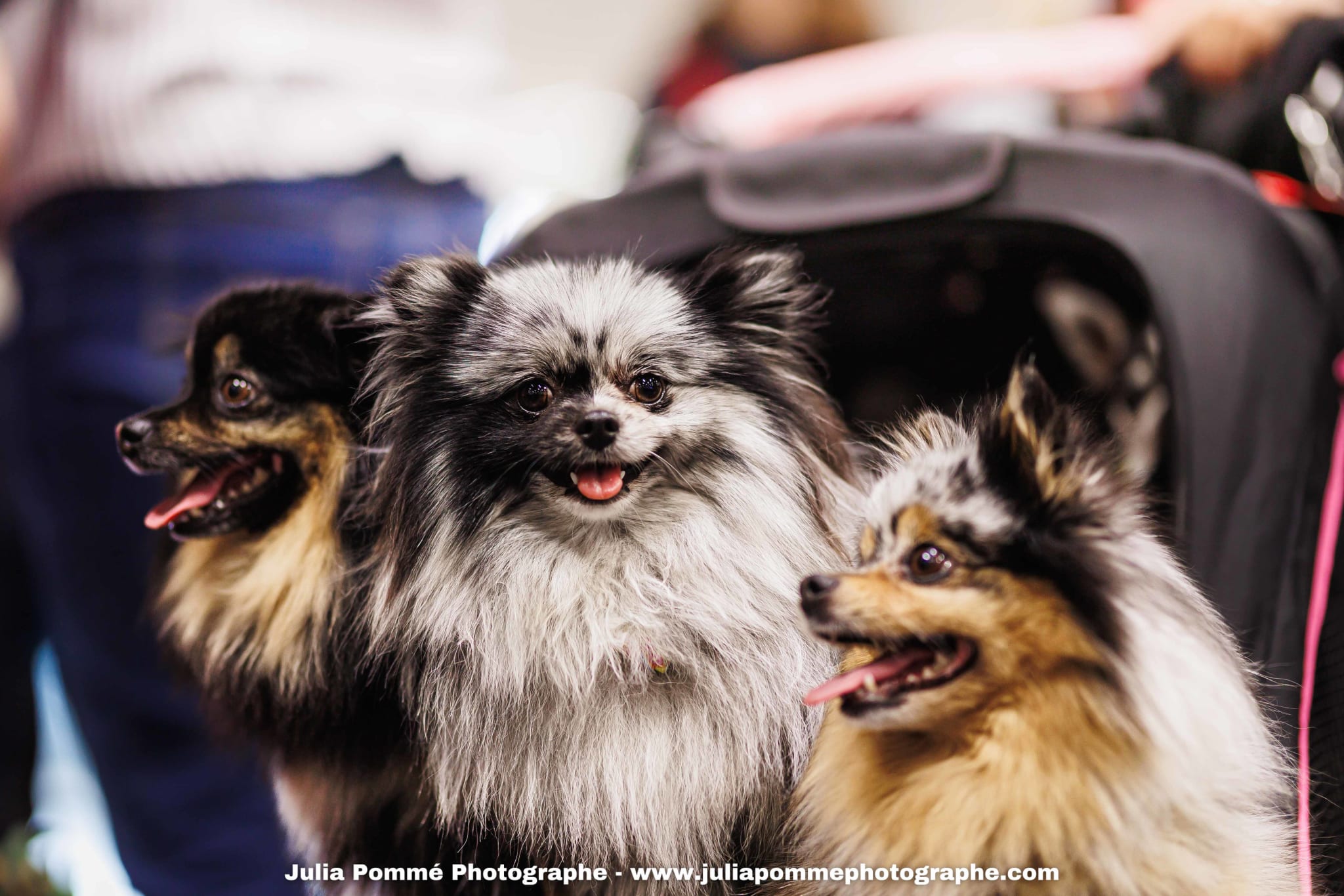 Photo du salon 2025 par Julia Pommé Photographe.