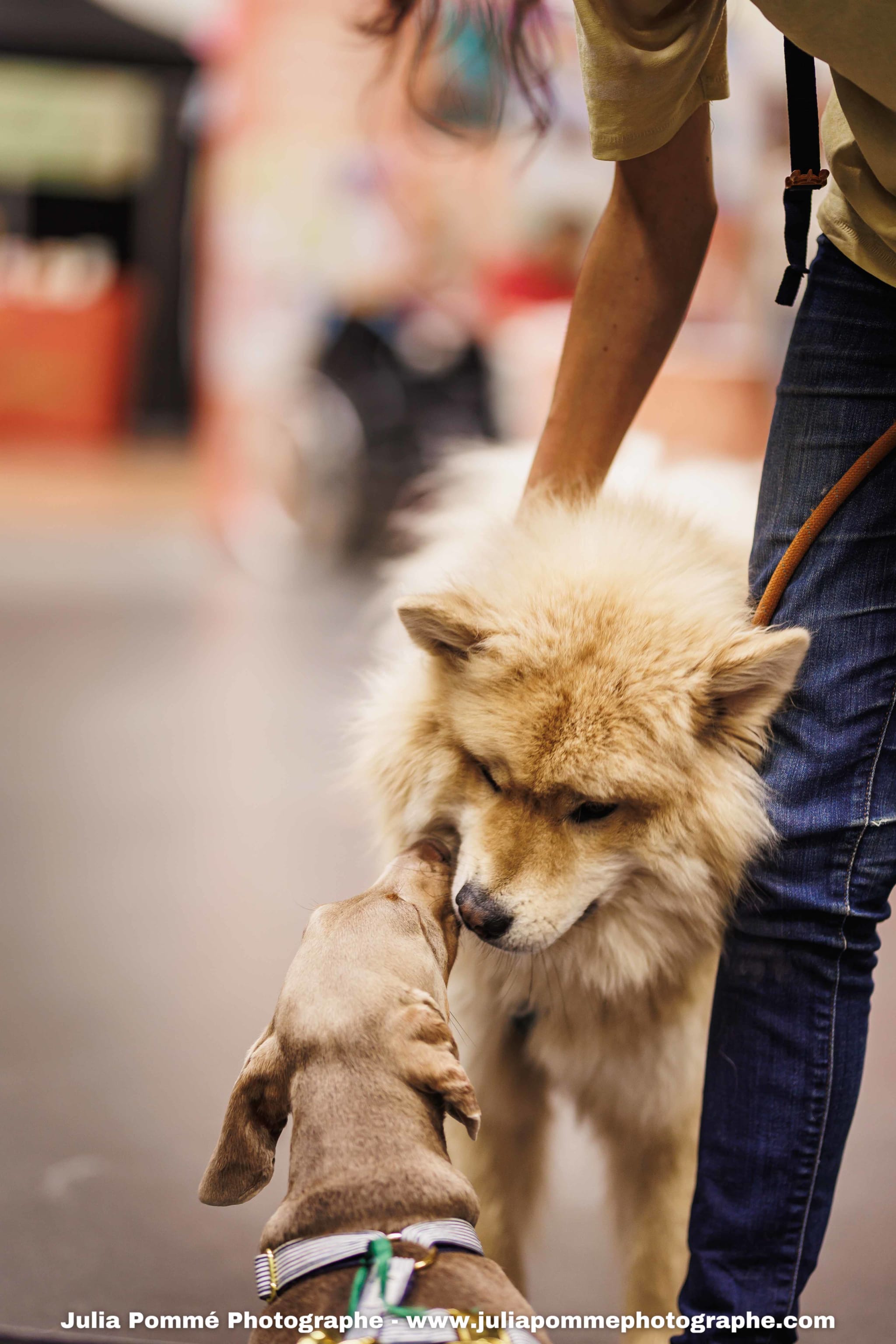 Photo du salon 2025 par Julia Pommé Photographe.