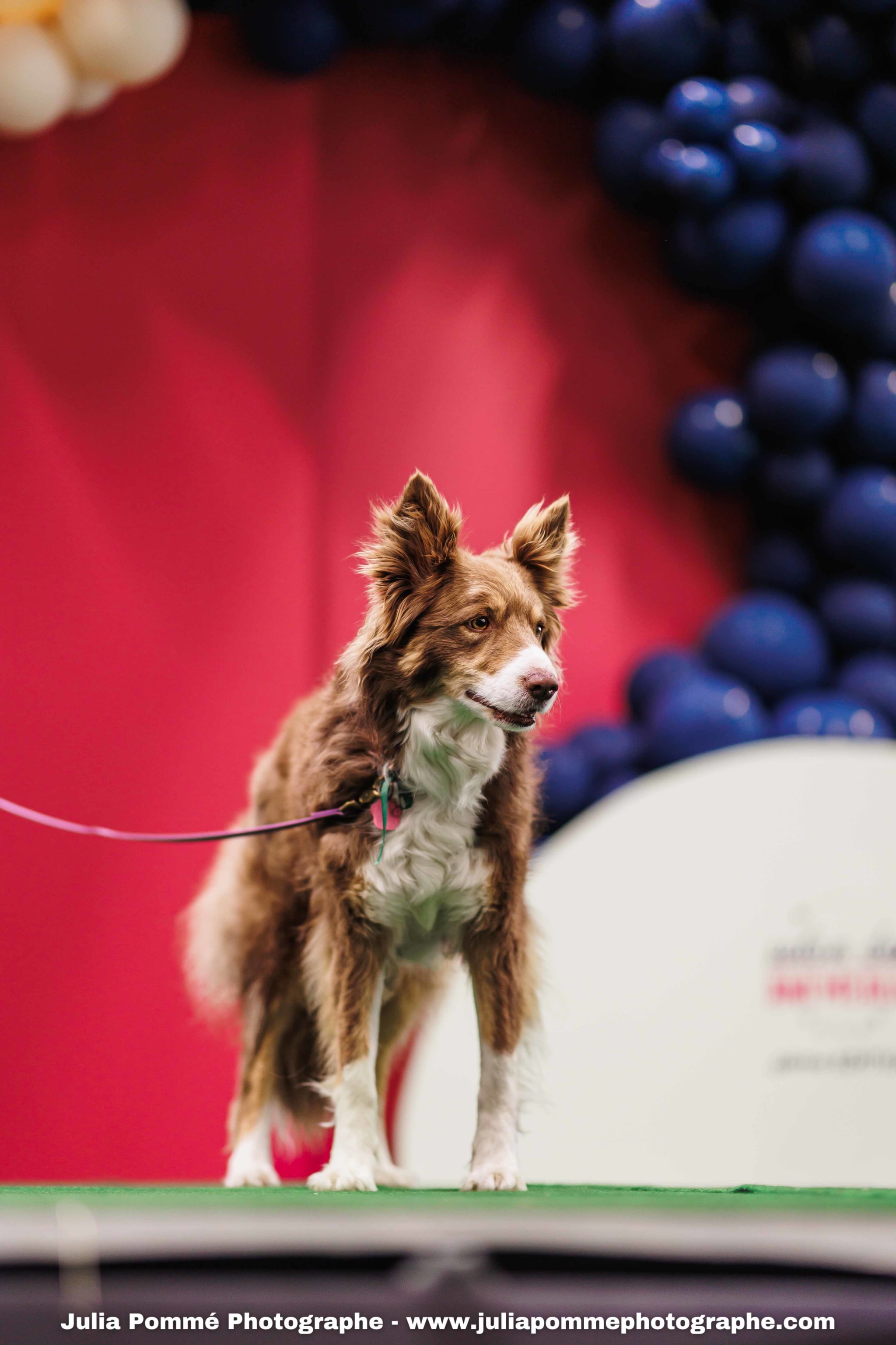 Photo du salon 2025 par Julia Pommé Photographe.