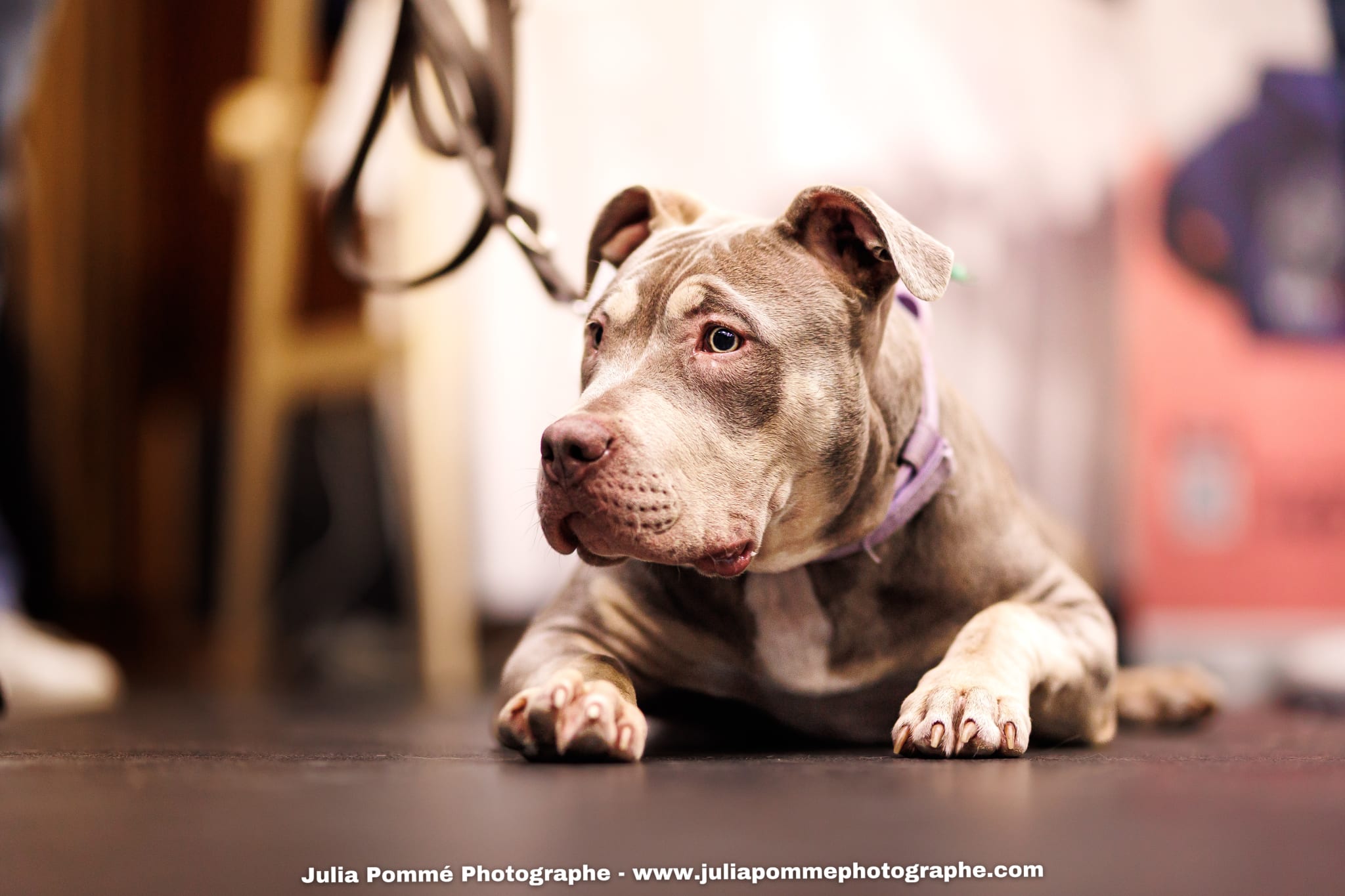 Photo du salon 2025 par Julia Pommé Photographe.