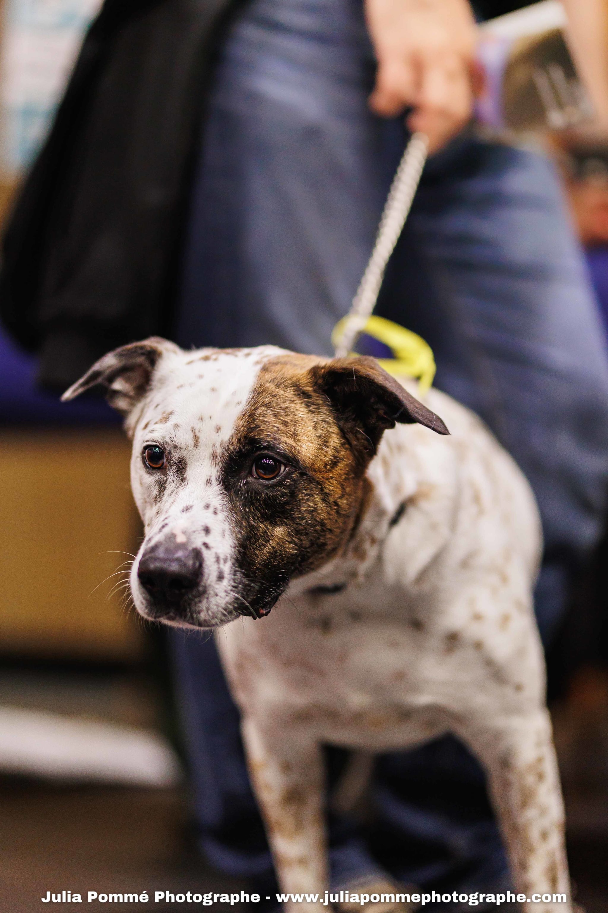 Photo du salon 2025 par Julia Pommé Photographe.