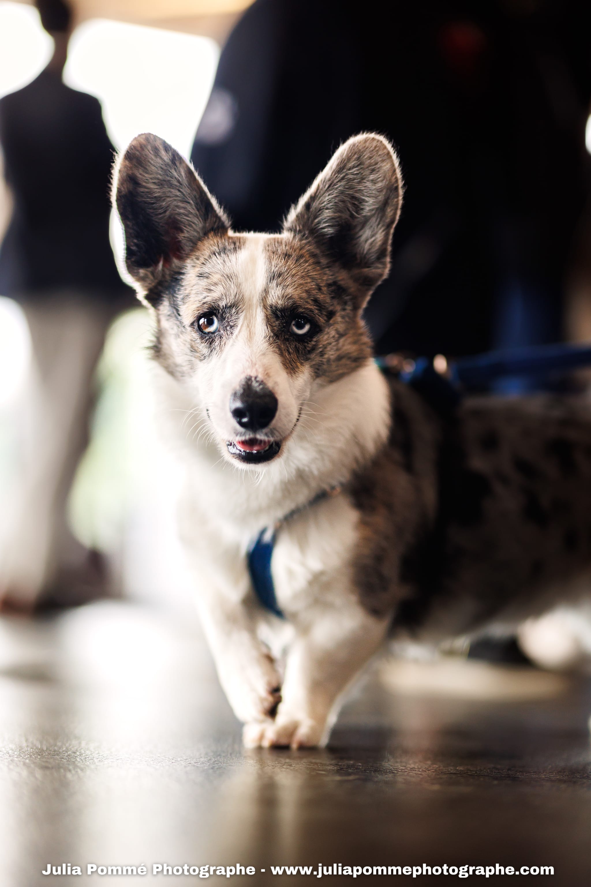 Photo du salon 2025 par Julia Pommé Photographe.