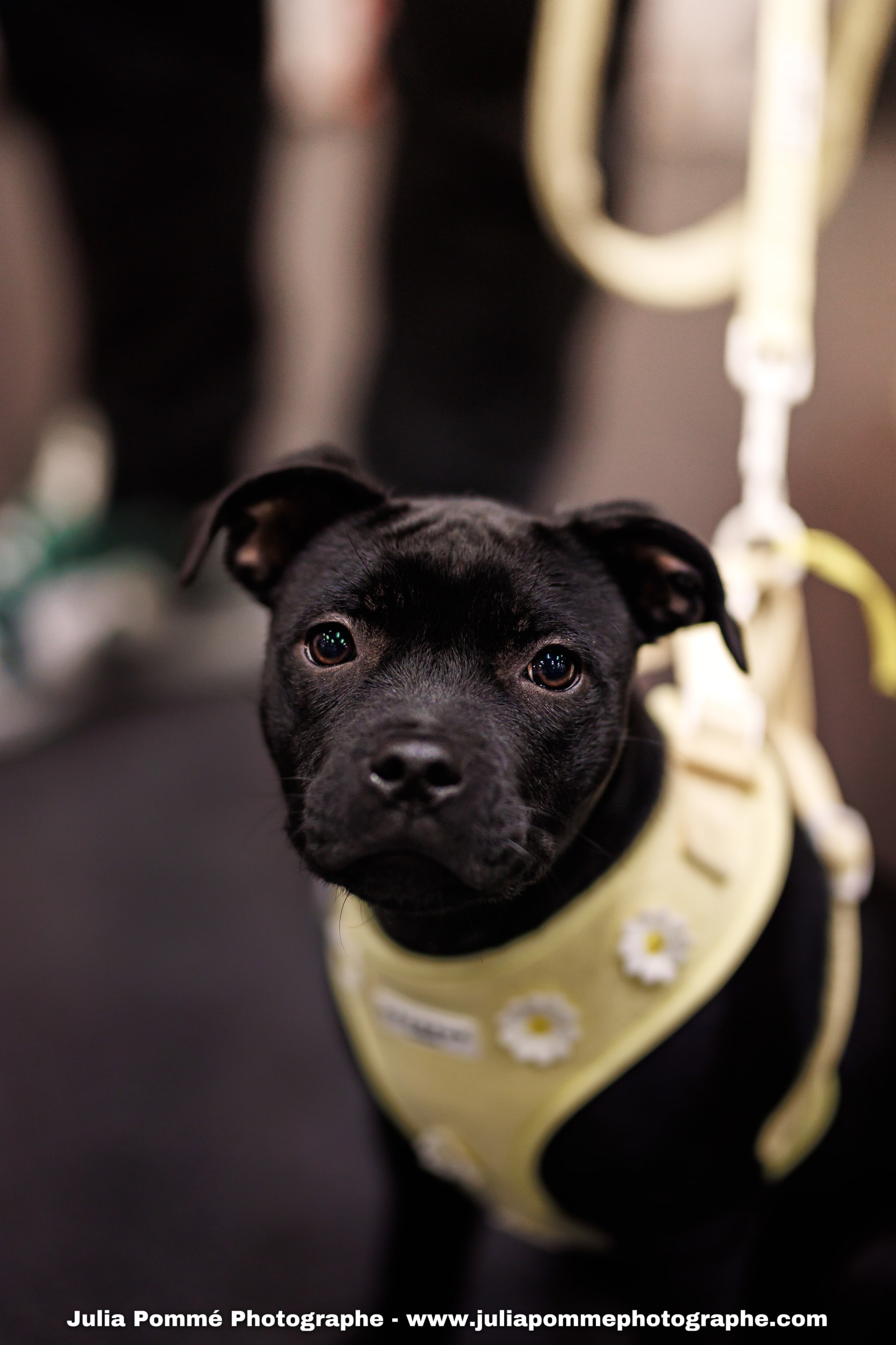 Photo du salon 2025 par Julia Pommé Photographe.