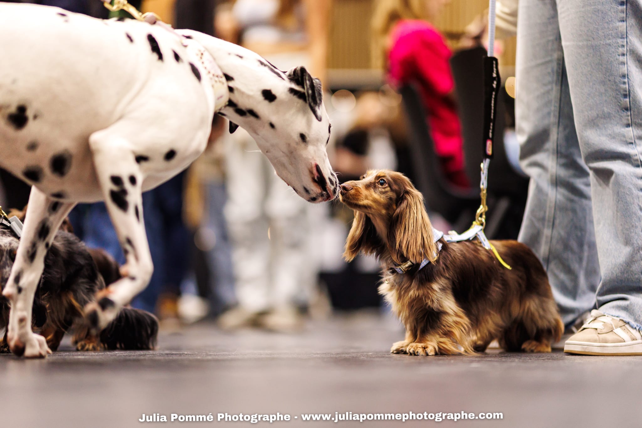 Photo du salon 2025 par Julia Pommé Photographe.
