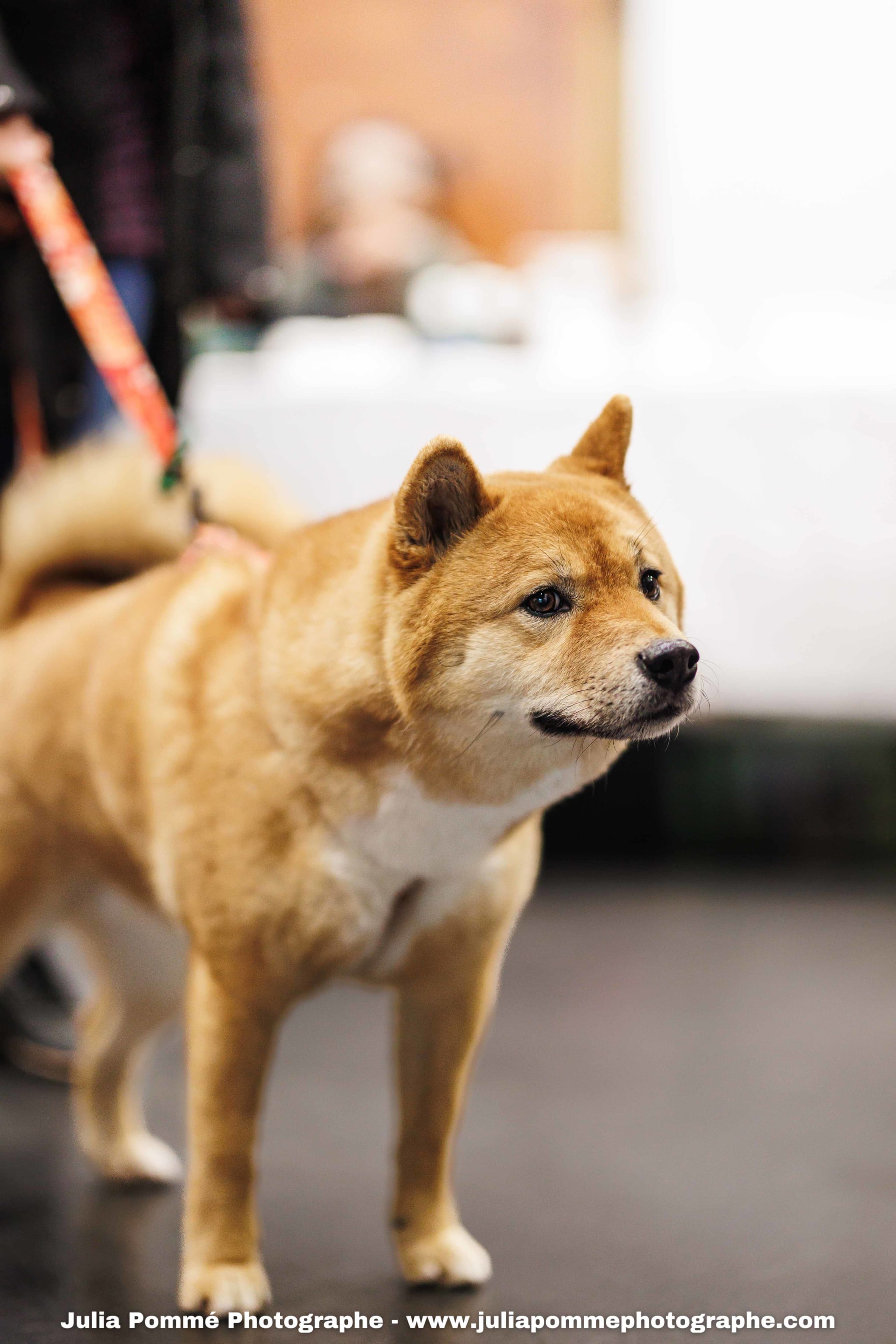 Photo du salon 2025 par Julia Pommé Photographe.
