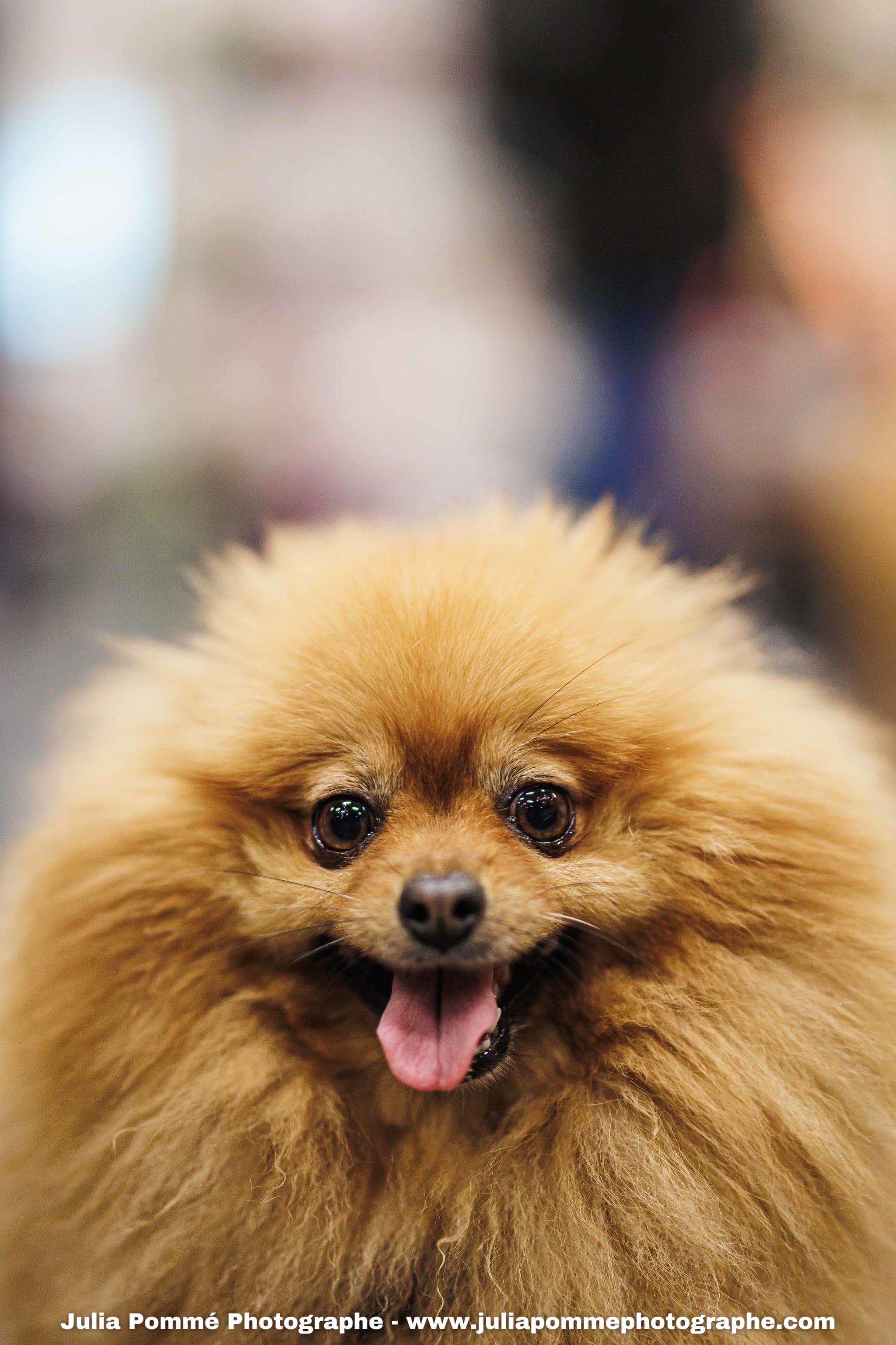 Photo du salon 2025 par Julia Pommé Photographe.