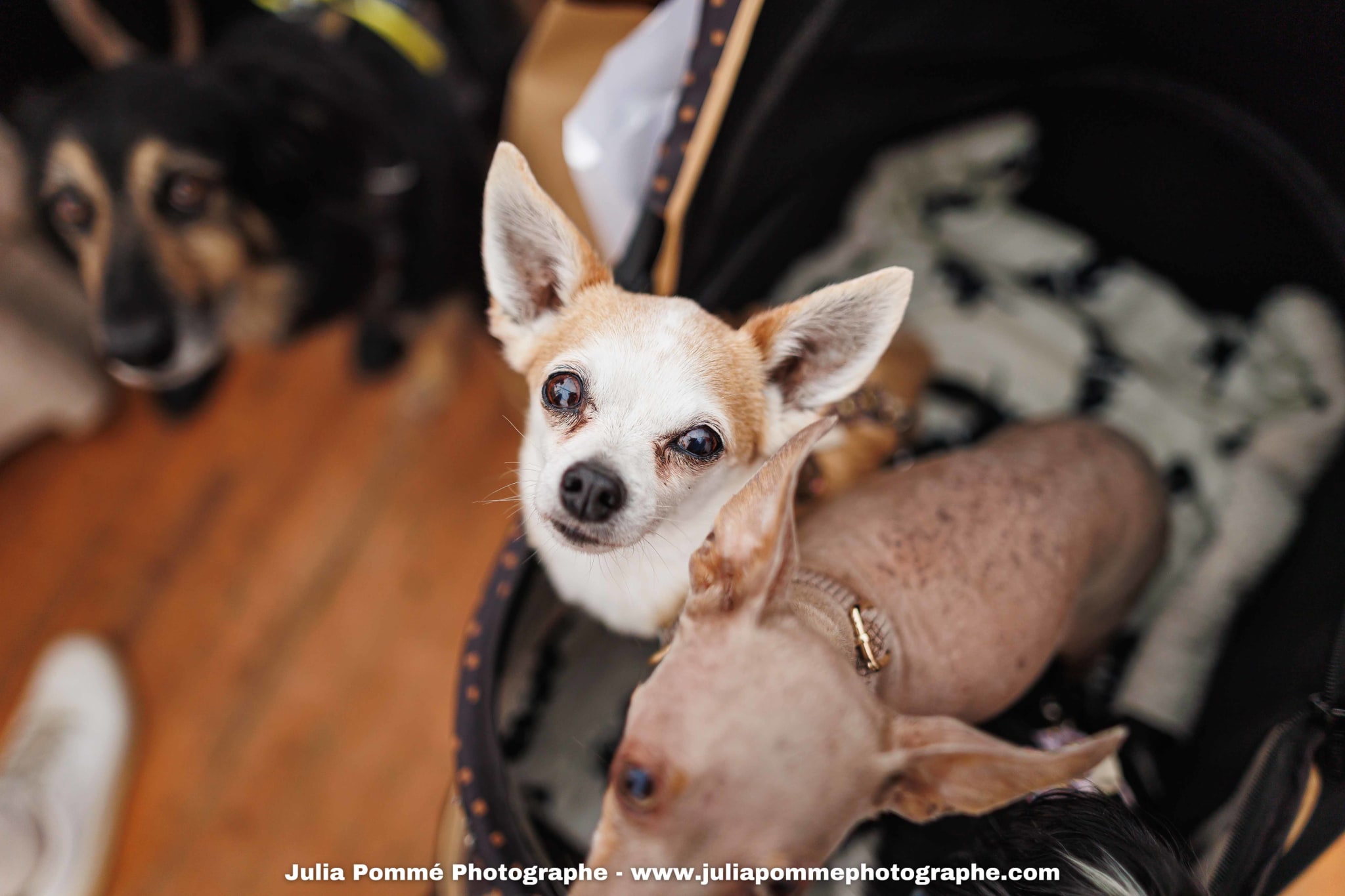 Photo du salon 2025 par Julia Pommé Photographe.