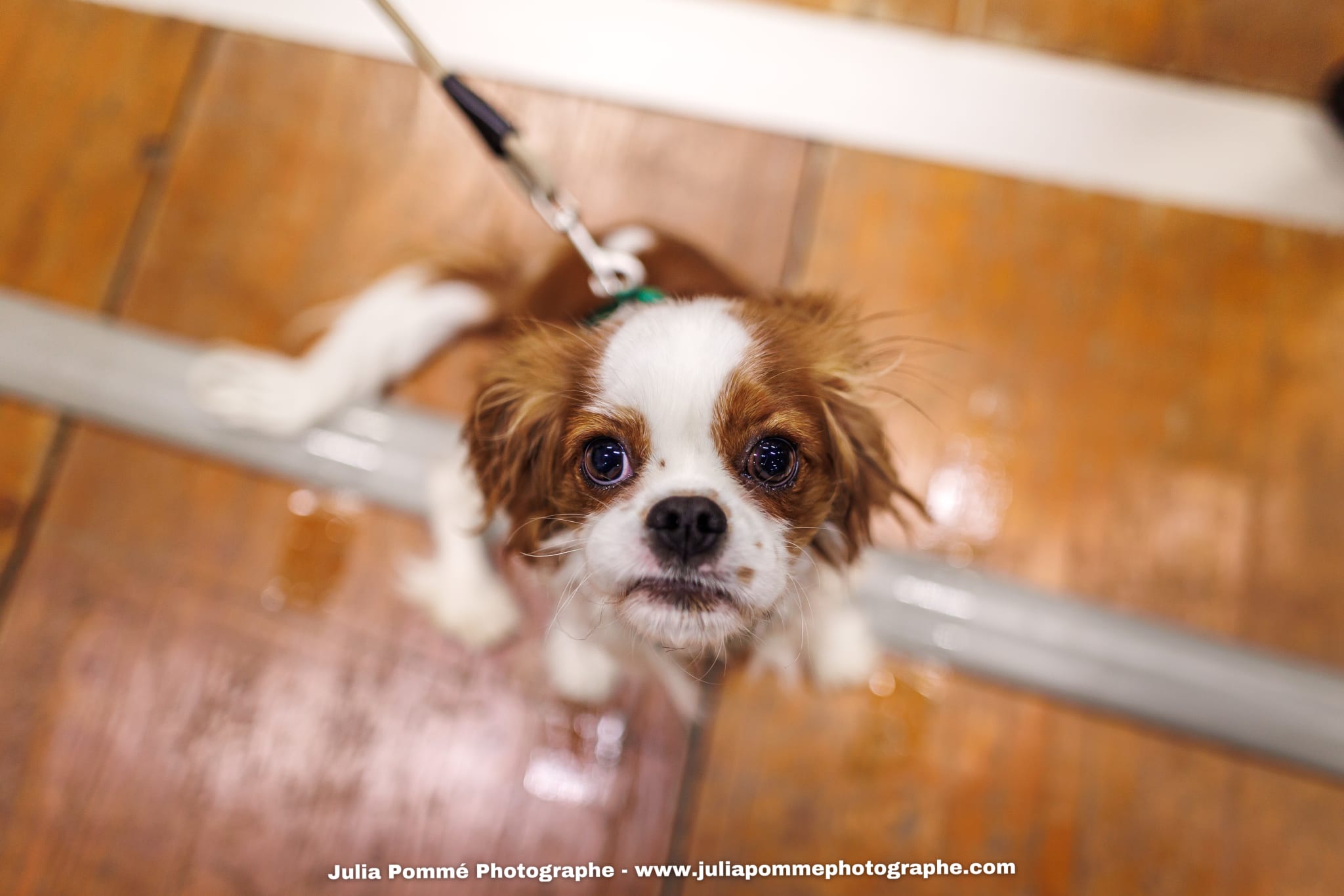 Photo du salon 2025 par Julia Pommé Photographe.