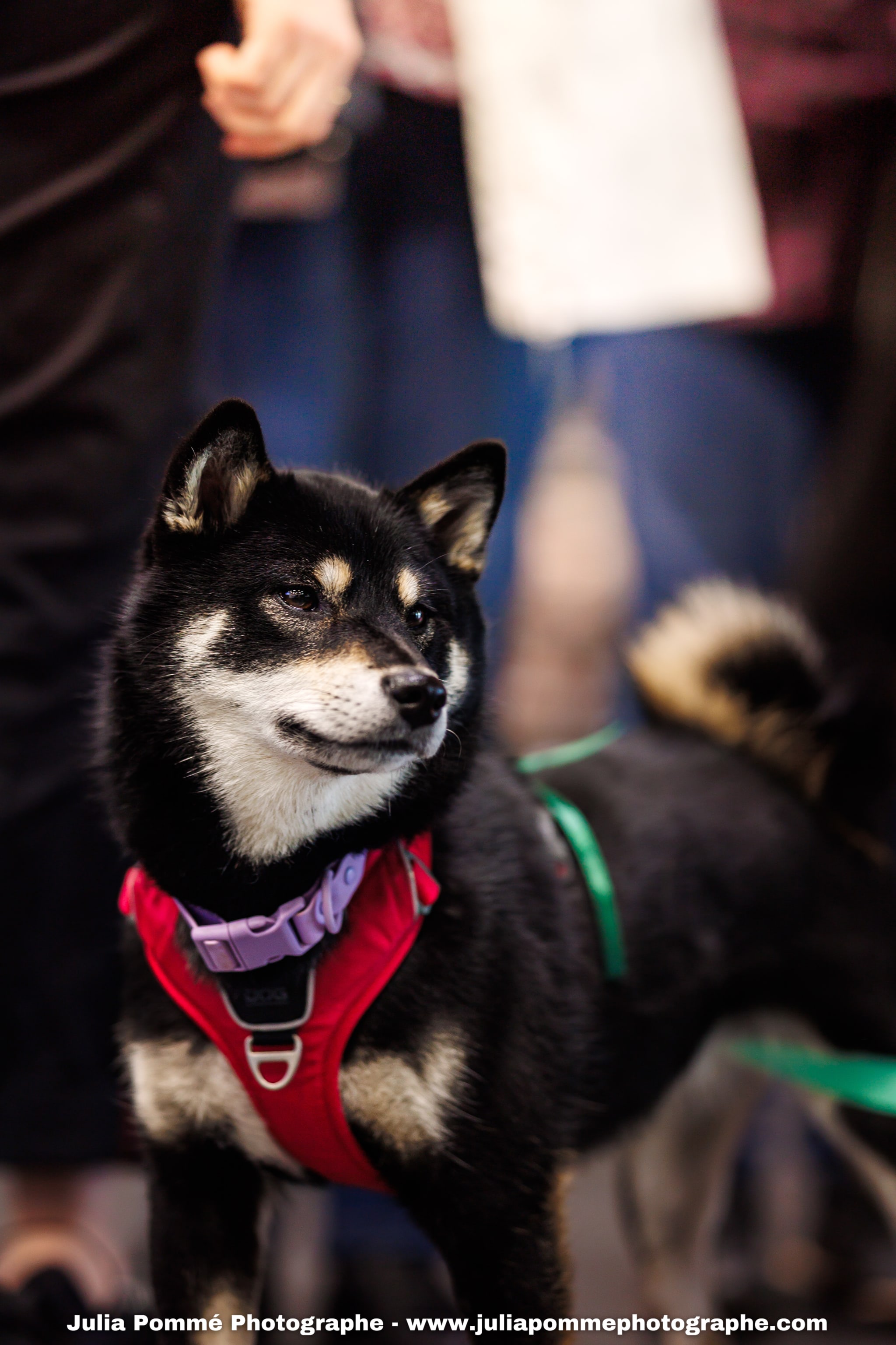 Photo du salon 2025 par Julia Pommé Photographe.