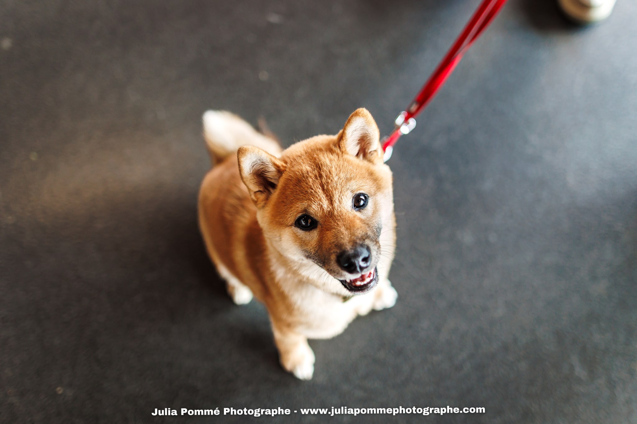 Photo du salon 2025 par Julia Pommé Photographe.