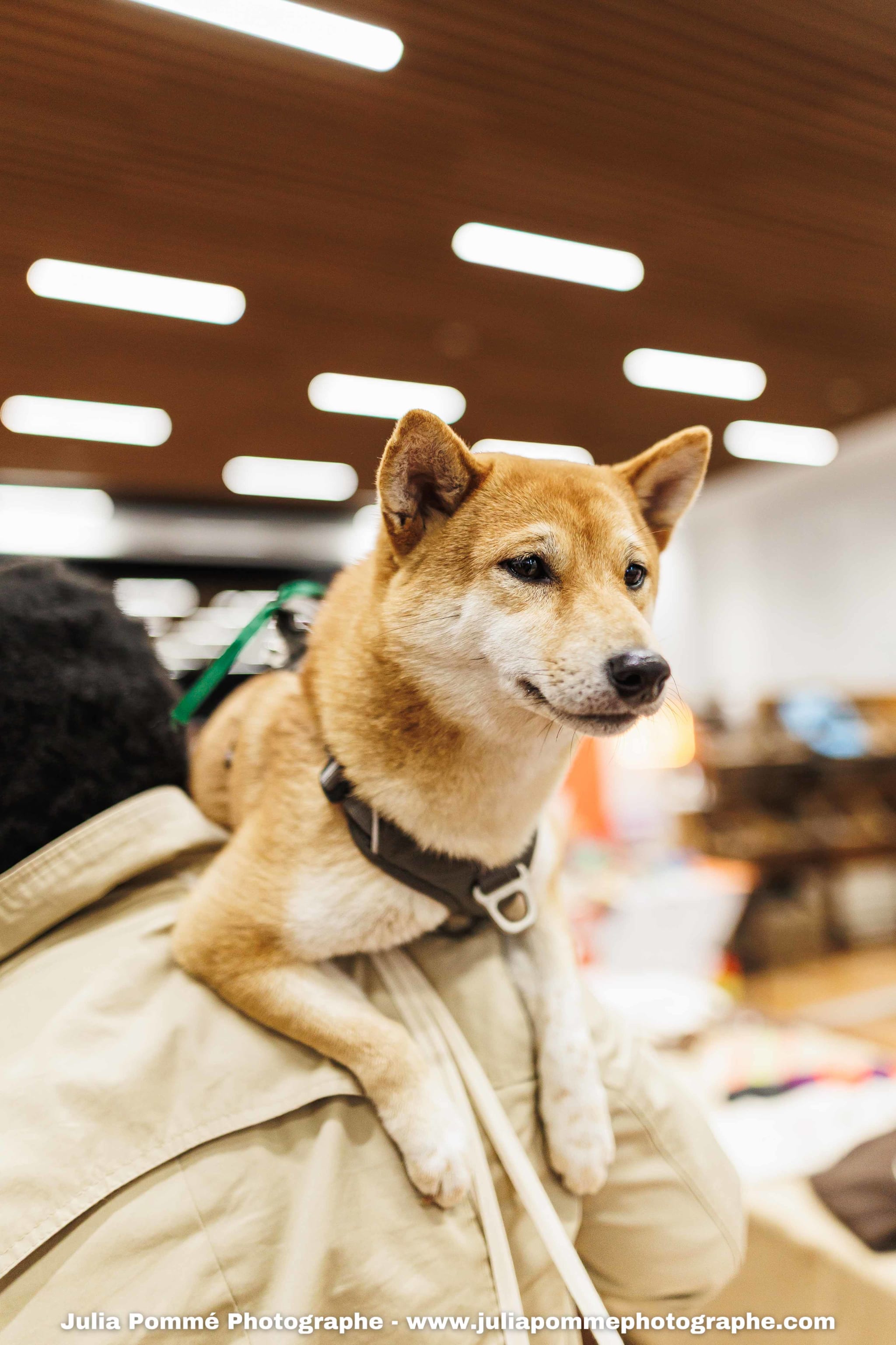 Photo du salon 2025 par Julia Pommé Photographe.