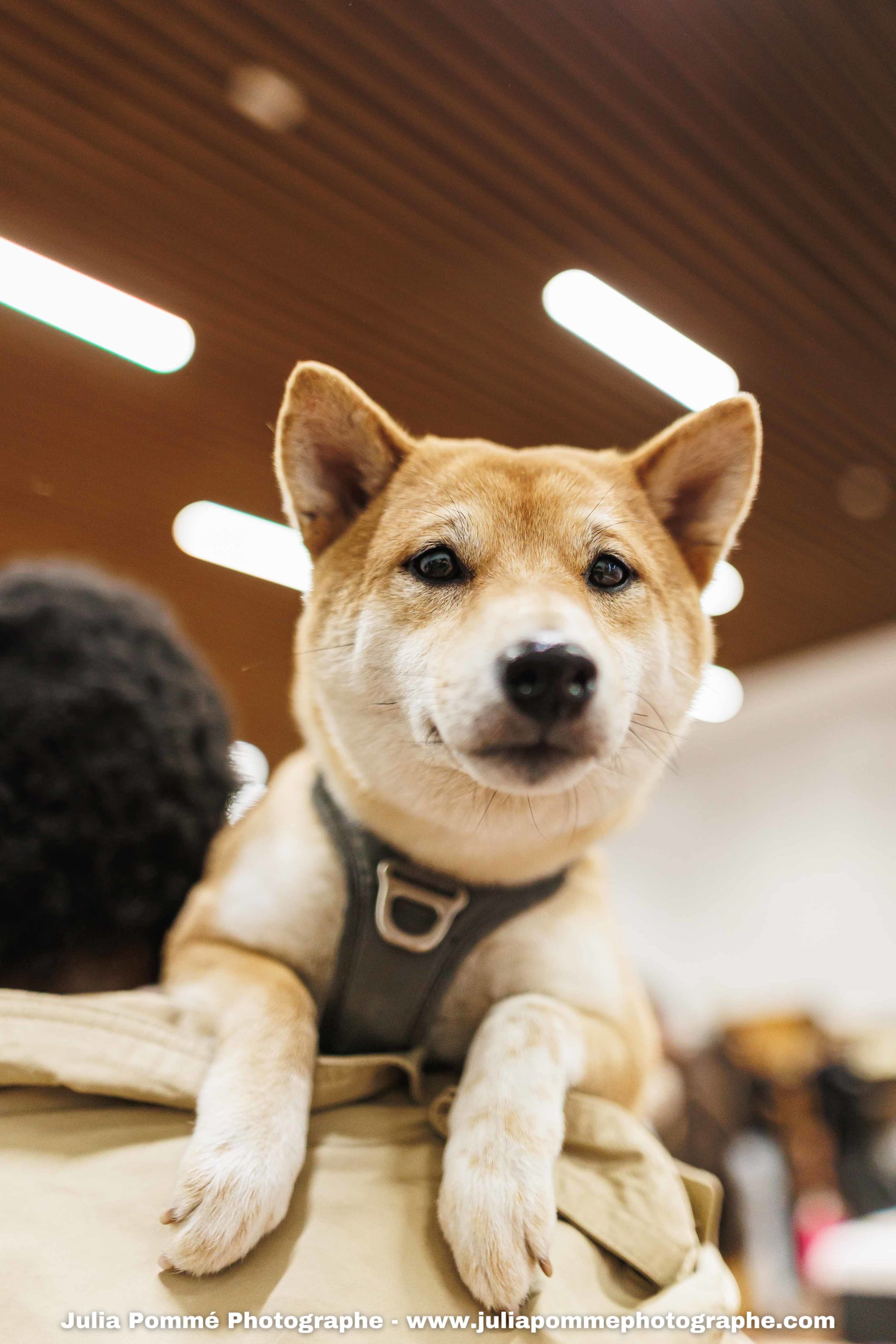 Photo du salon 2025 par Julia Pommé Photographe.