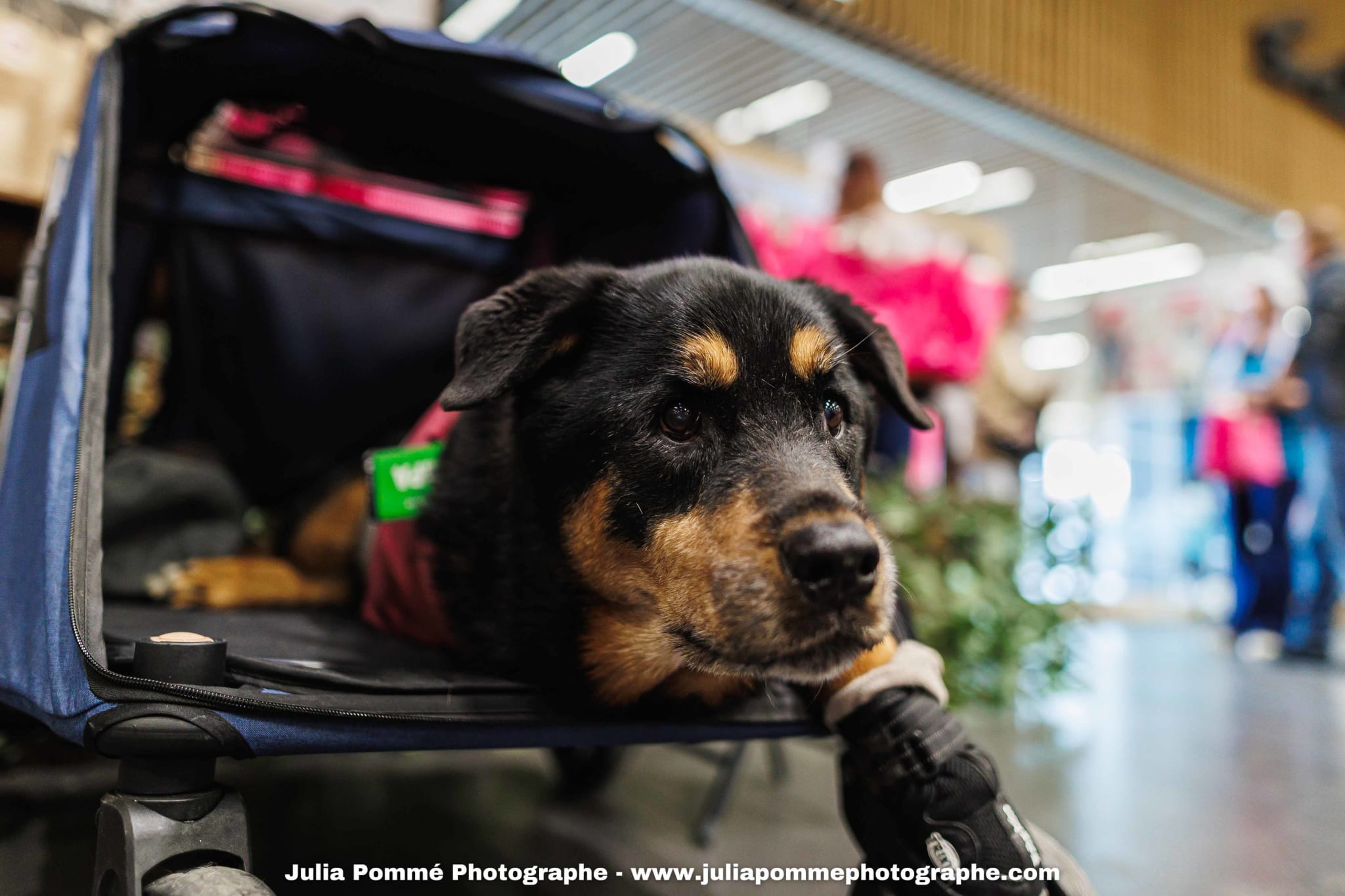 Photo du salon 2025 par Julia Pommé Photographe.