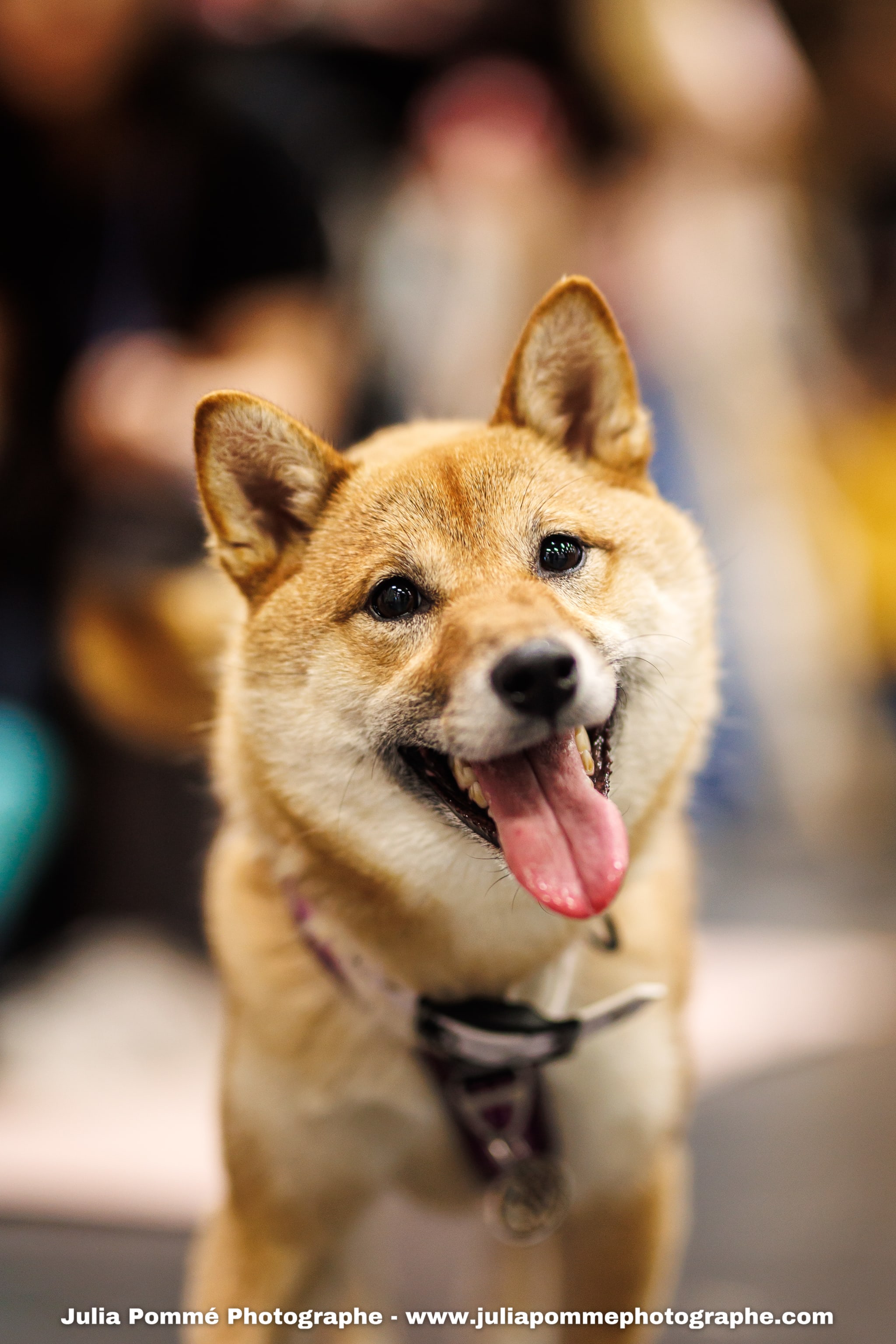Photo du salon 2025 par Julia Pommé Photographe.