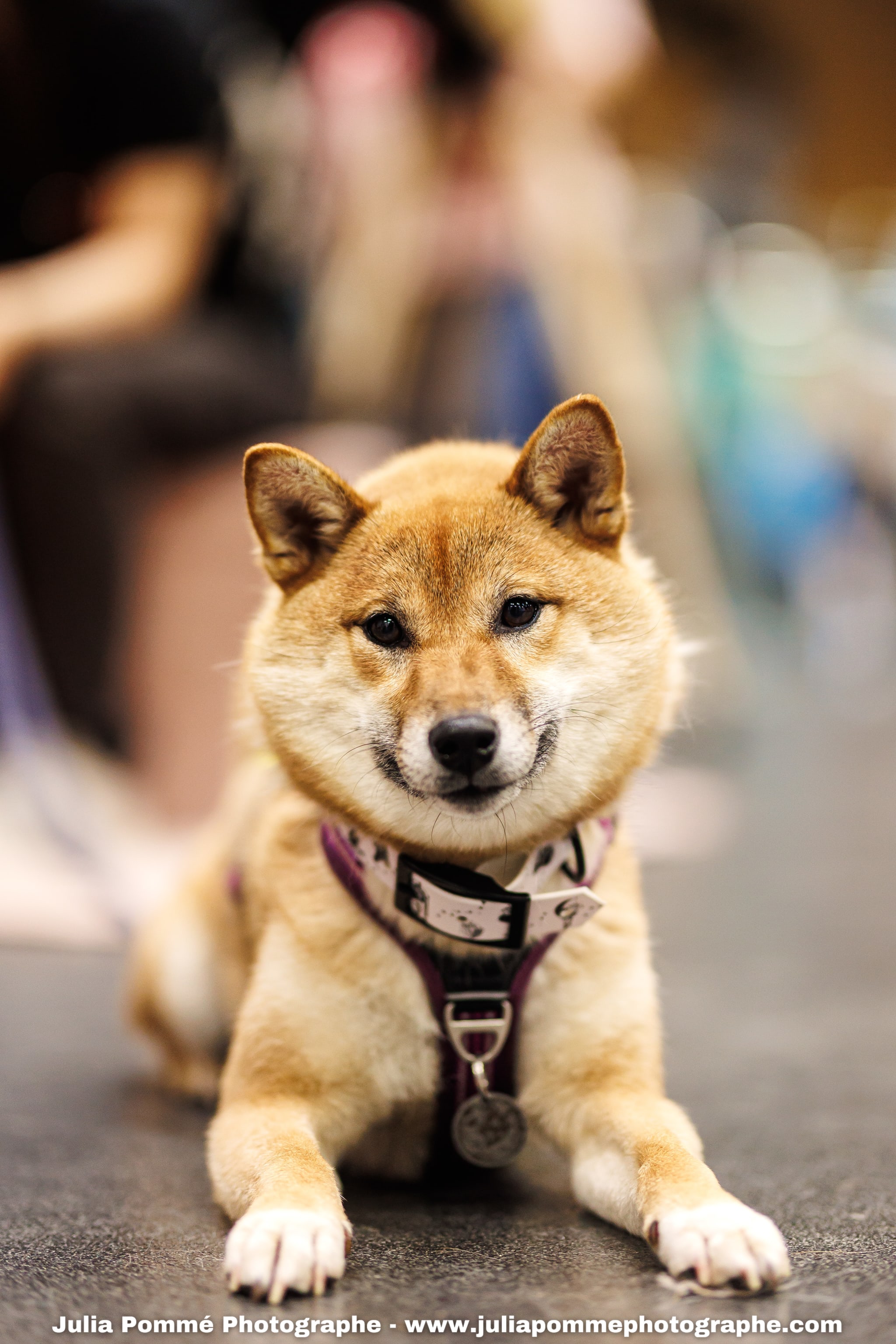 Photo du salon 2025 par Julia Pommé Photographe.