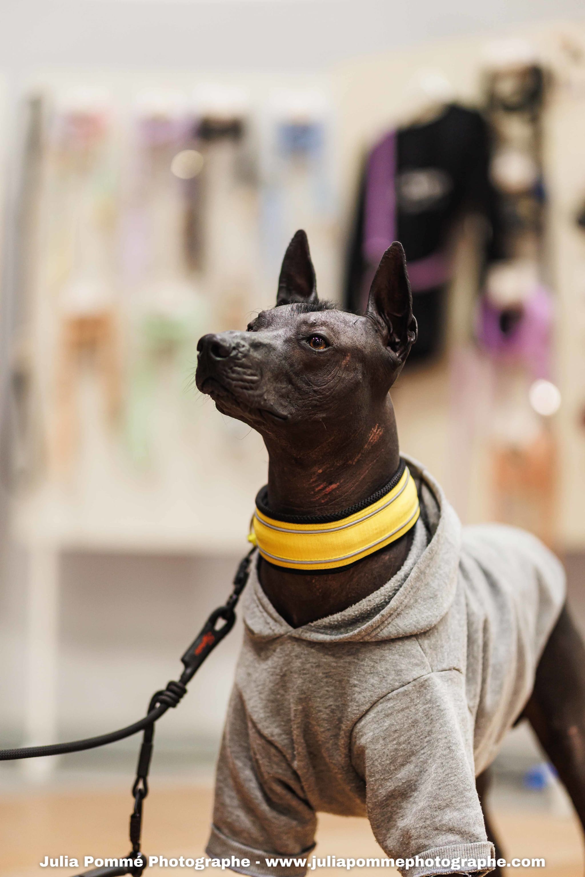 Photo du salon 2025 par Julia Pommé Photographe.