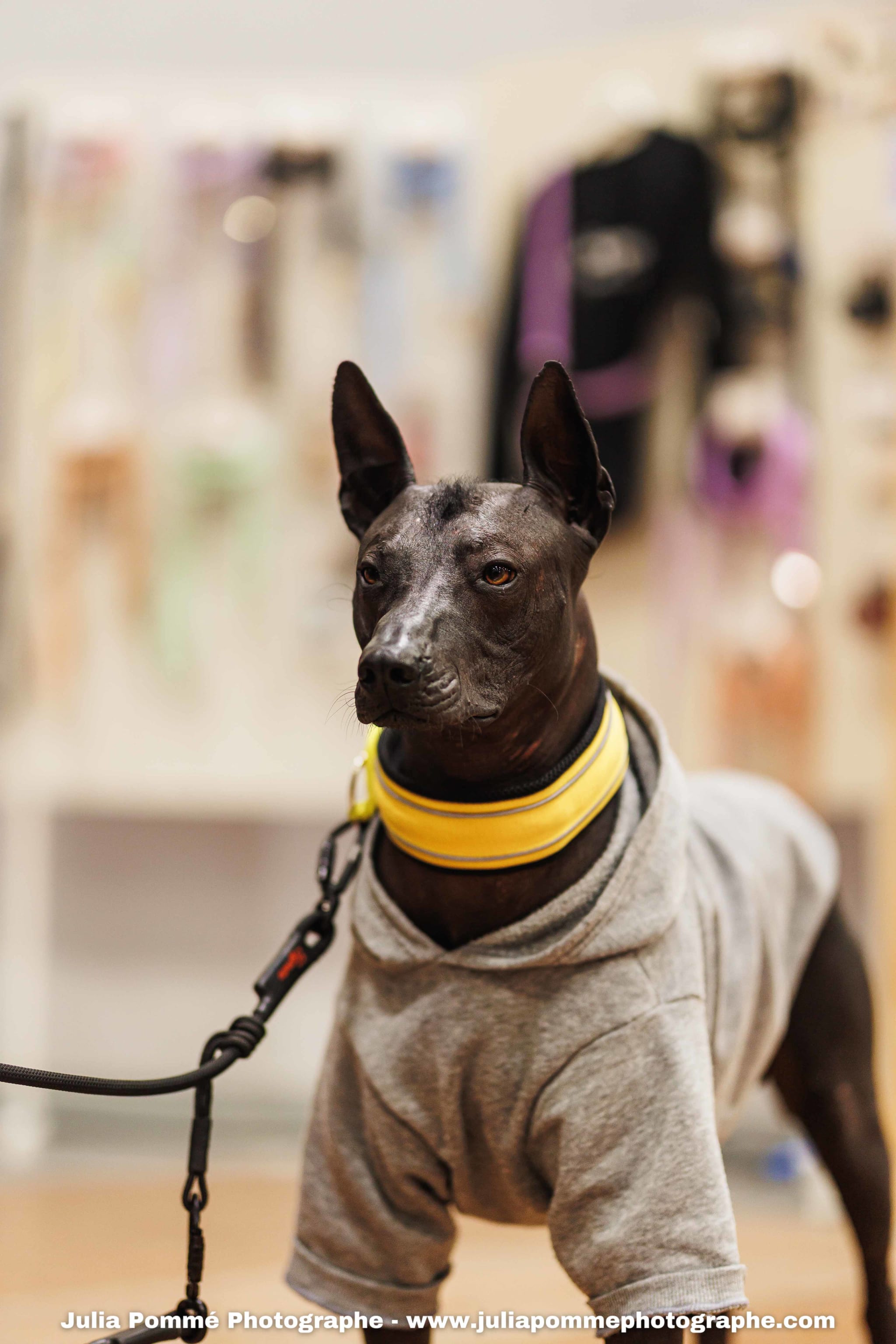 Photo du salon 2025 par Julia Pommé Photographe.