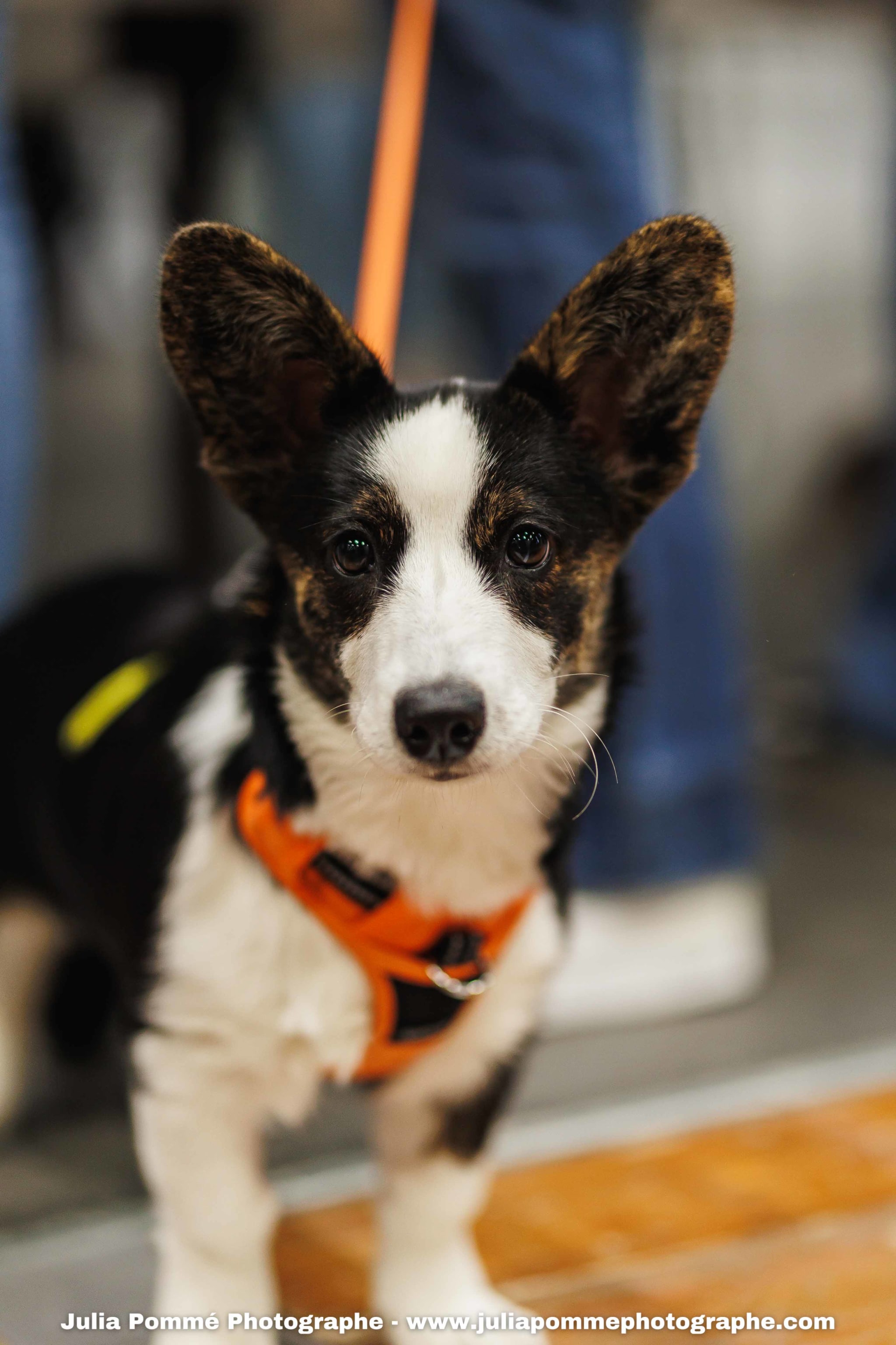 Photo du salon 2025 par Julia Pommé Photographe.