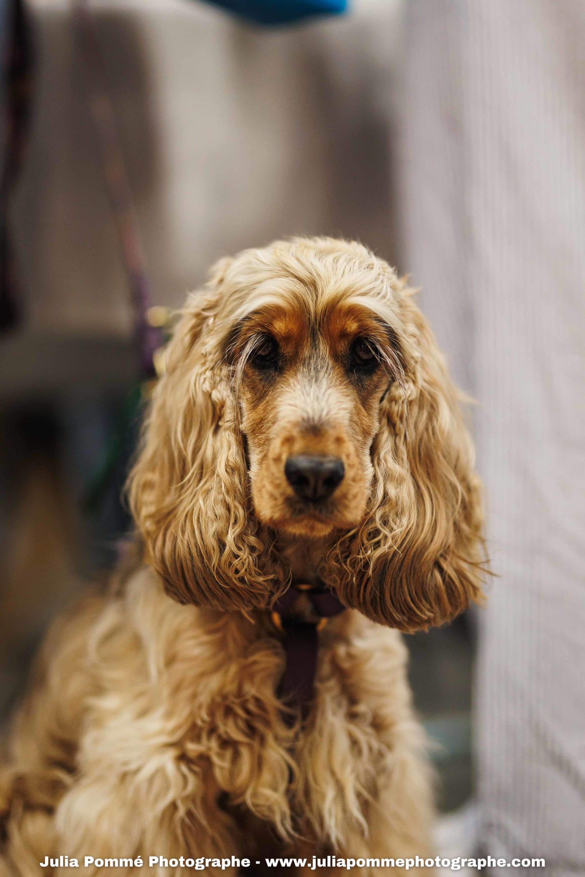 Photo du salon 2025 par Julia Pommé Photographe.