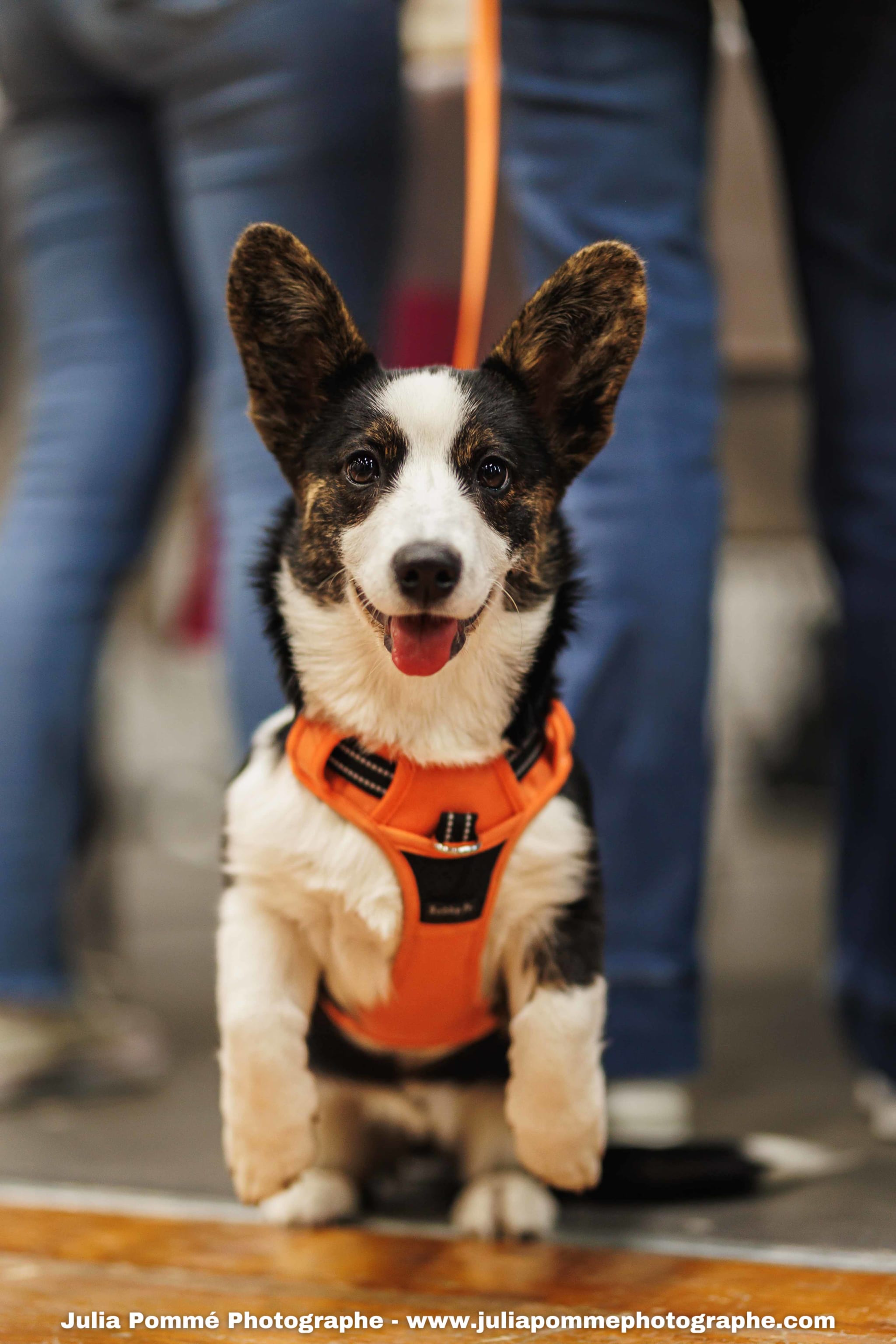 Photo du salon 2025 par Julia Pommé Photographe.