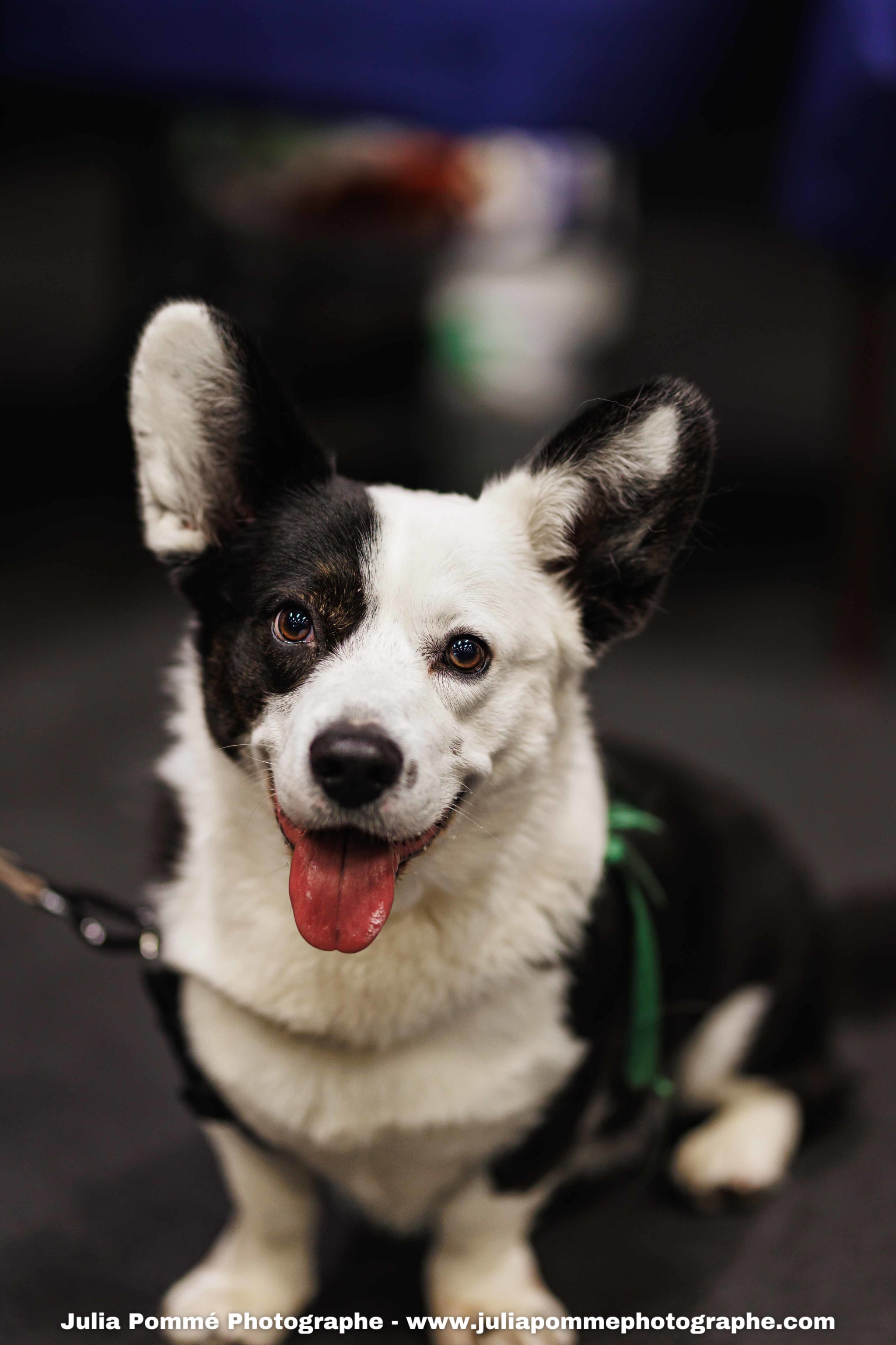 Photo du salon 2025 par Julia Pommé Photographe.