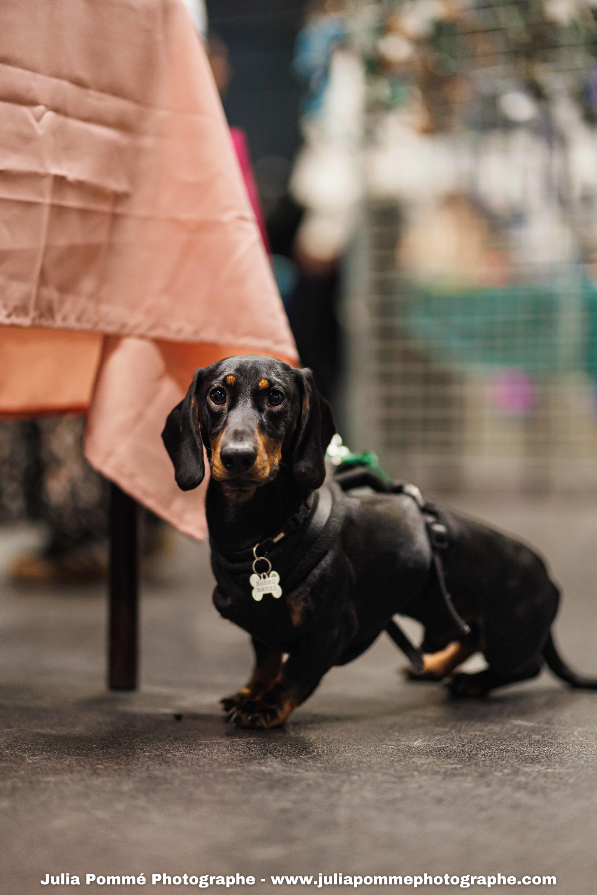 Photo du salon 2025 par Julia Pommé Photographe.