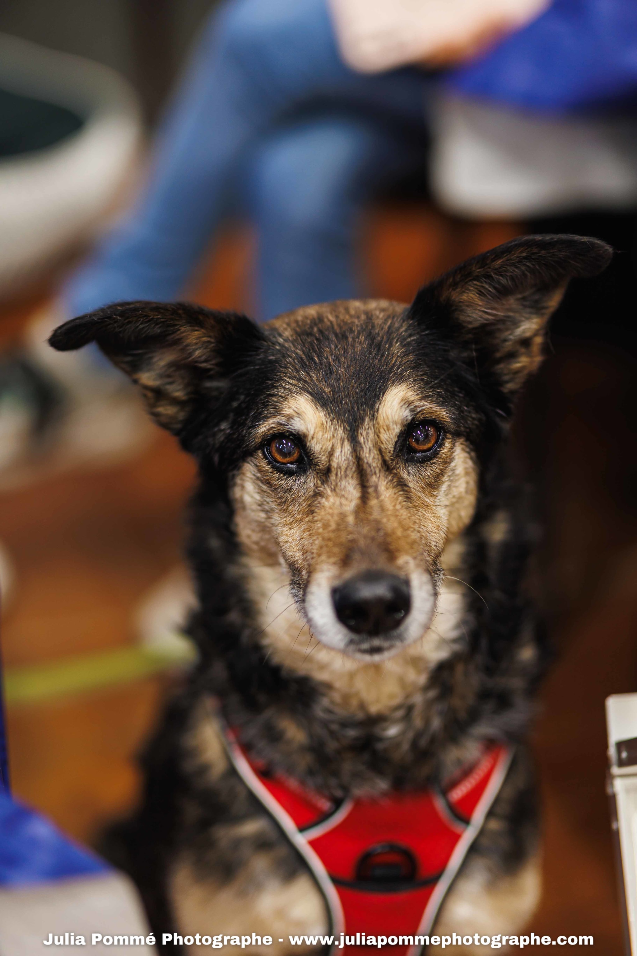 Photo du salon 2025 par Julia Pommé Photographe.