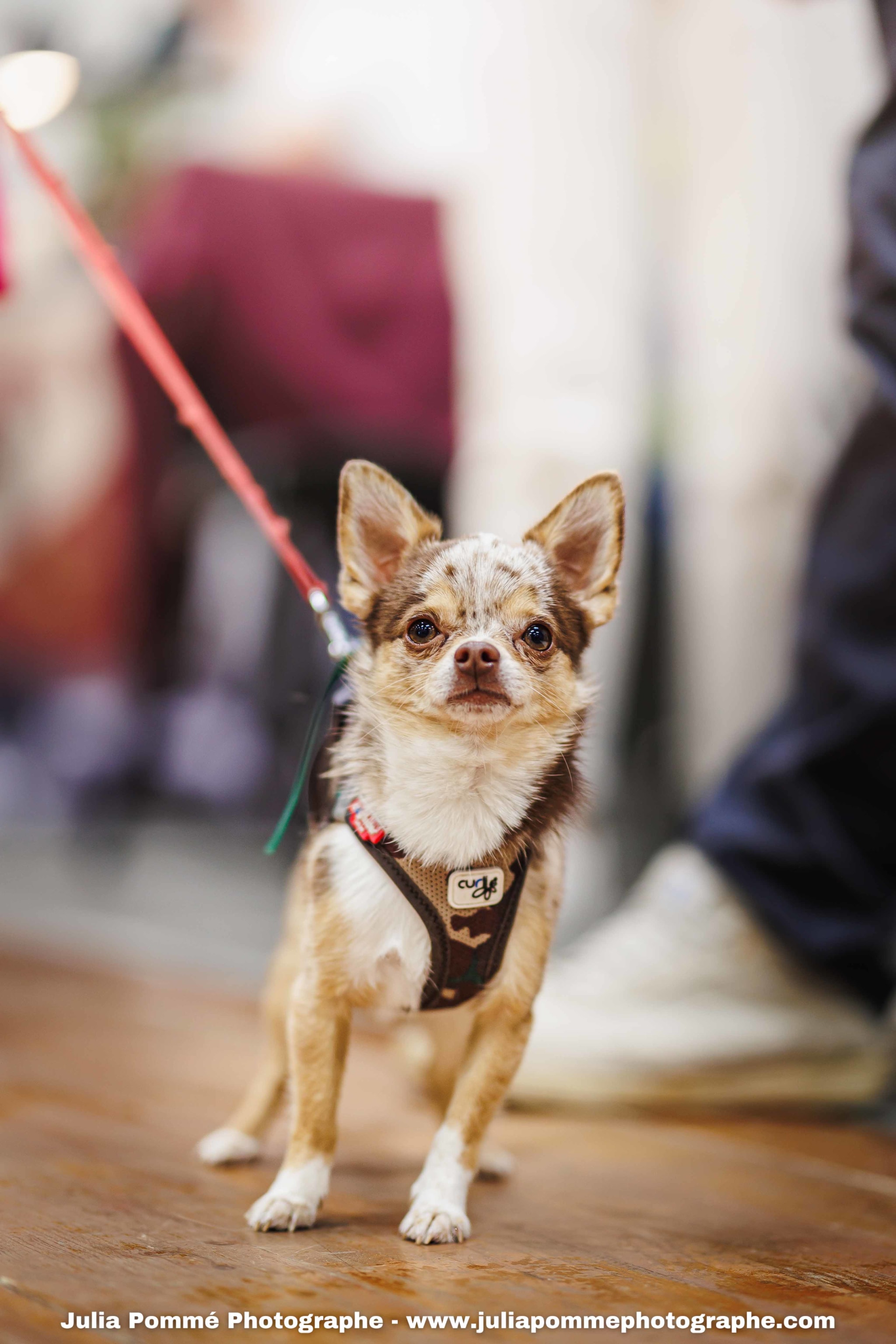 Photo du salon 2025 par Julia Pommé Photographe.