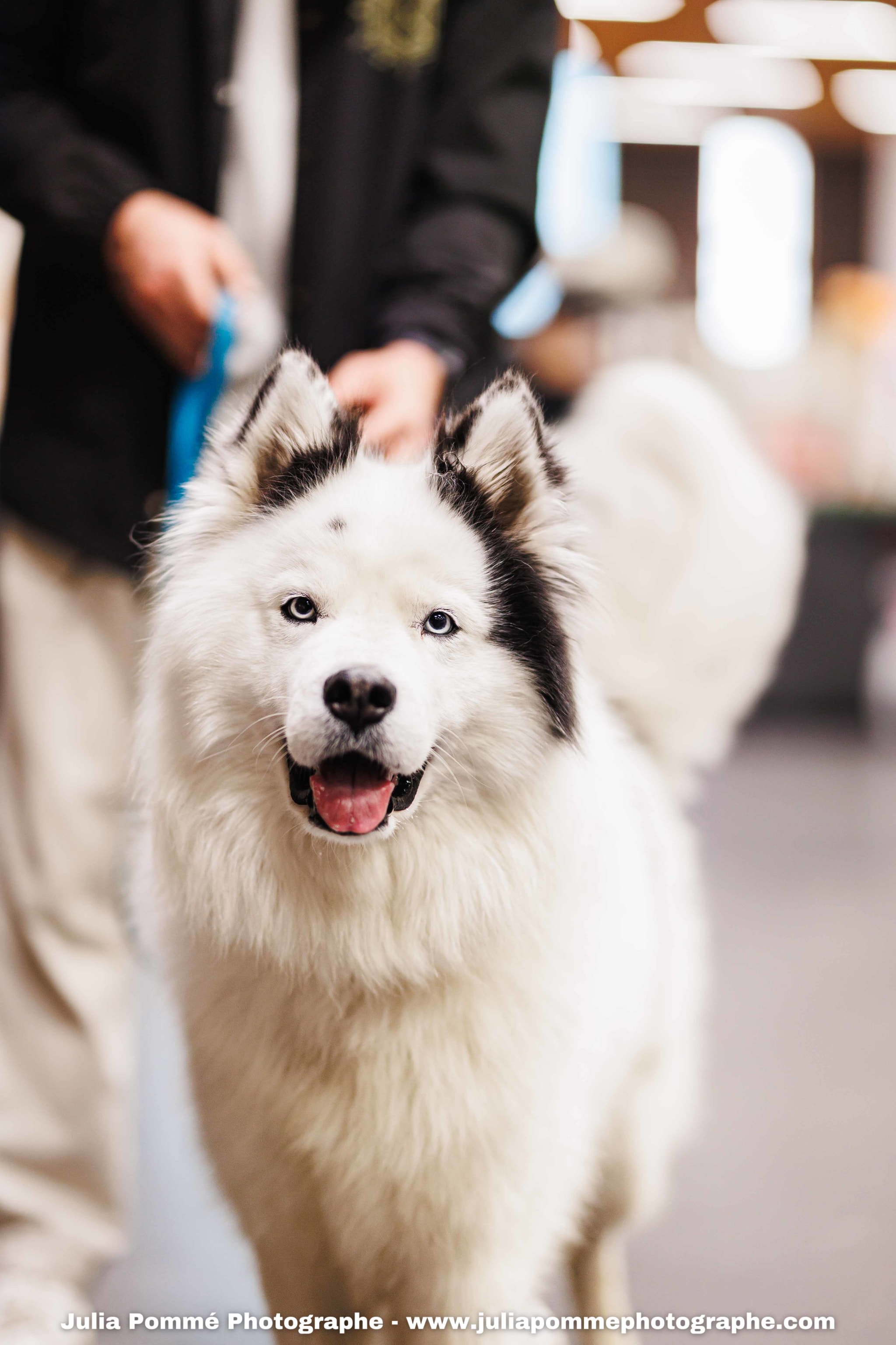 Photo du salon 2025 par Julia Pommé Photographe.