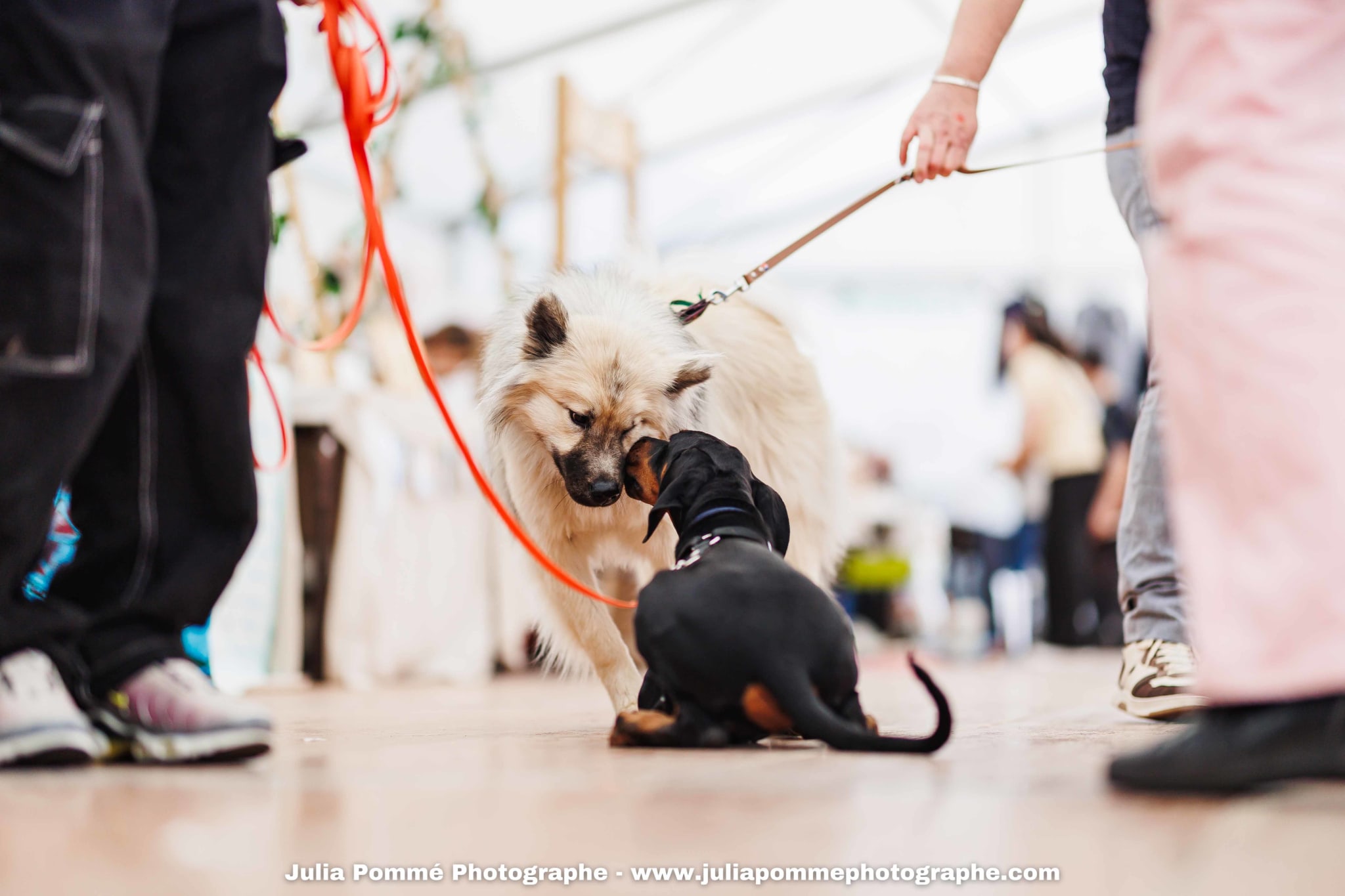 Photo du salon 2025 par Julia Pommé Photographe.