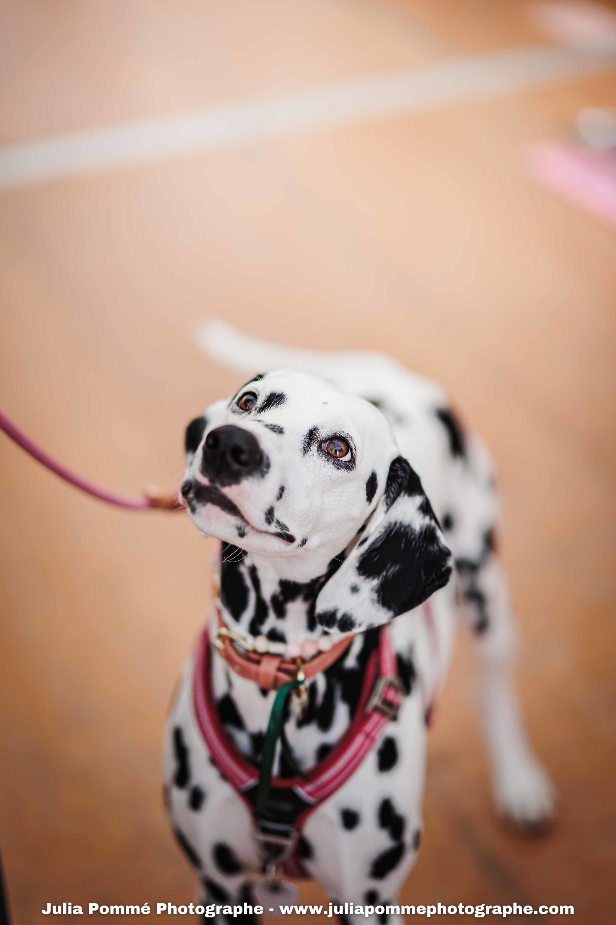 Photo du salon 2025 par Julia Pommé Photographe.