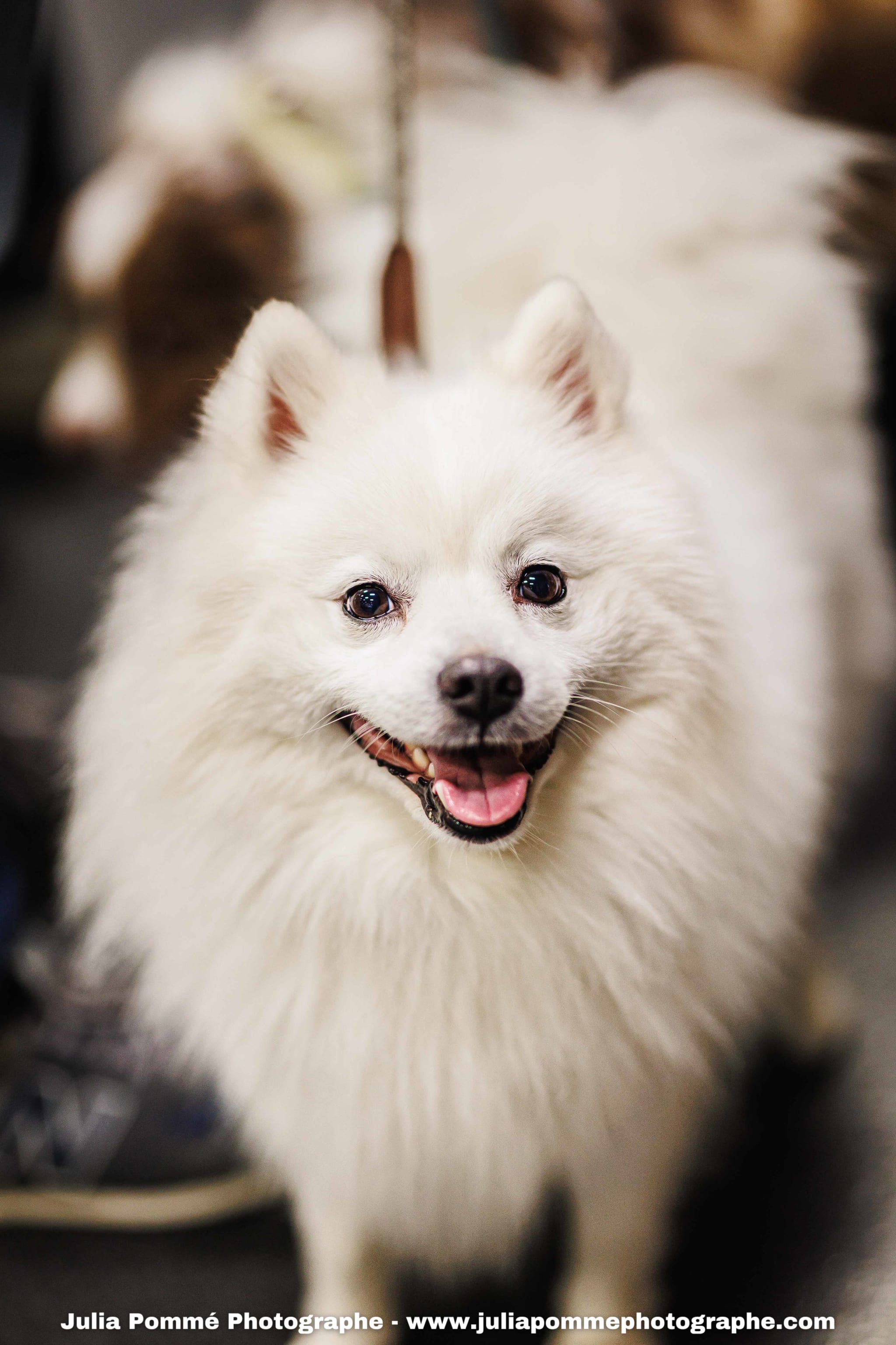 Photo du salon 2025 par Julia Pommé Photographe.