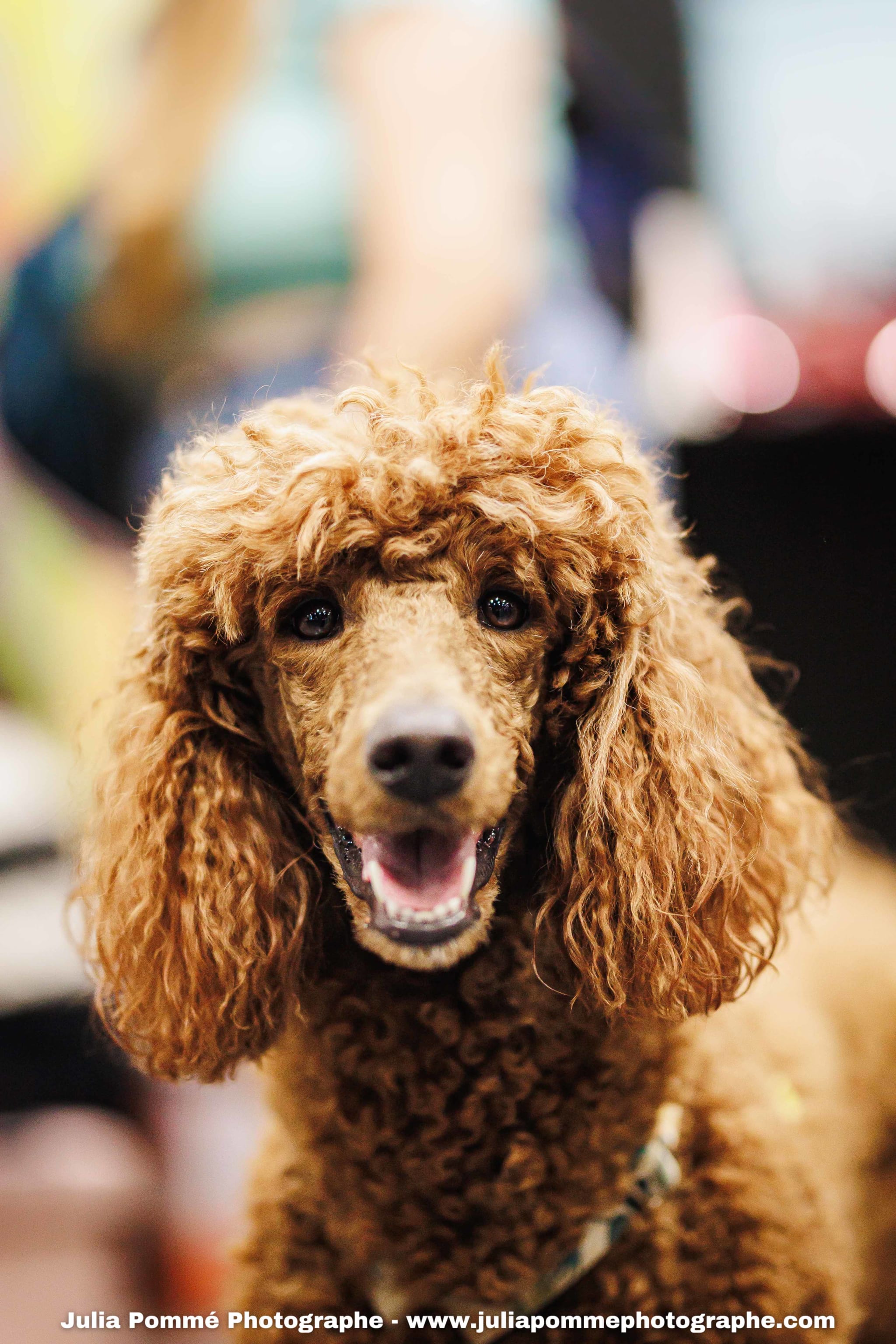 Photo du salon 2025 par Julia Pommé Photographe.