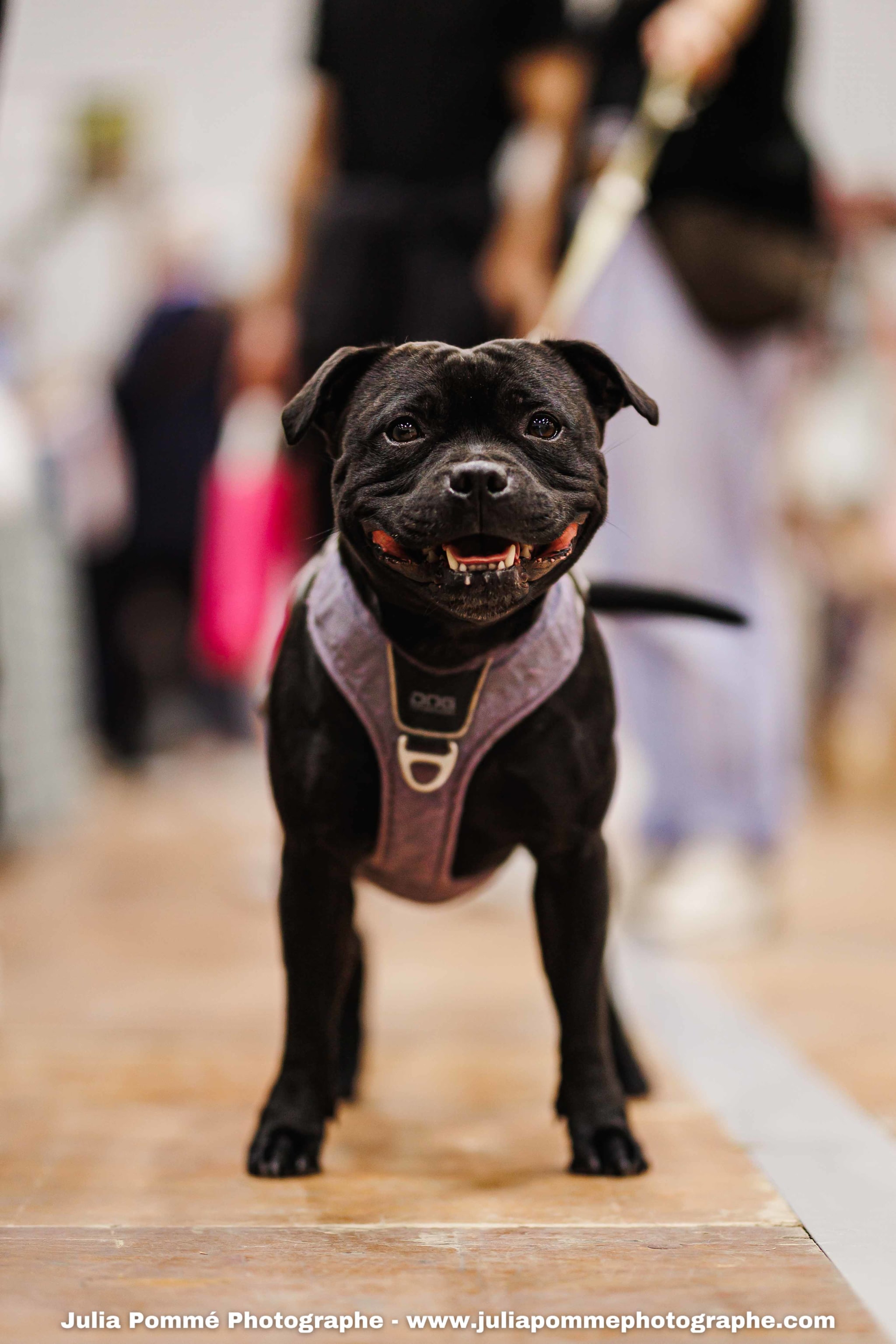 Photo du salon 2025 par Julia Pommé Photographe.