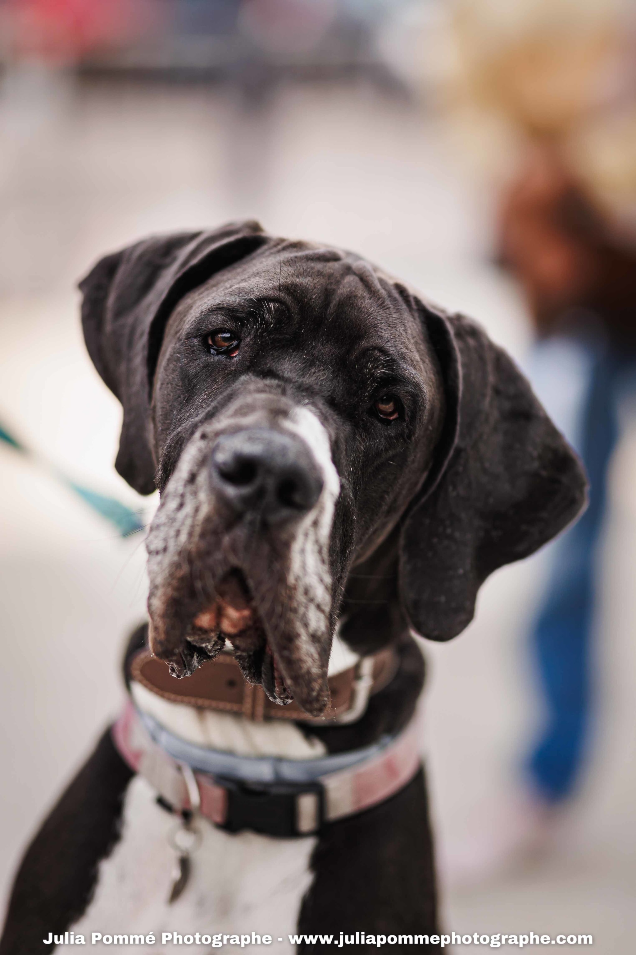 Photo du salon 2025 par Julia Pommé Photographe.