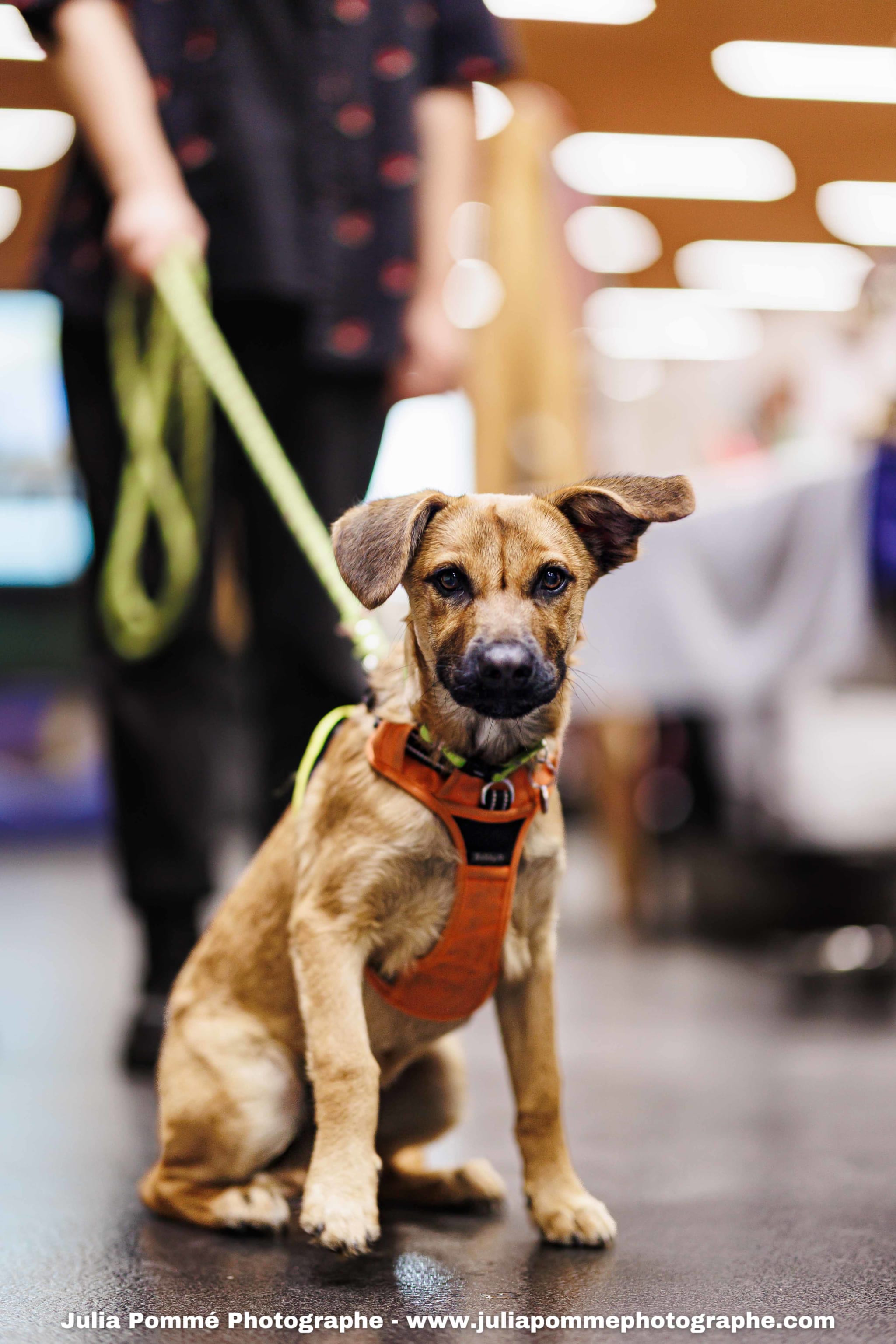 Photo du salon 2025 par Julia Pommé Photographe.